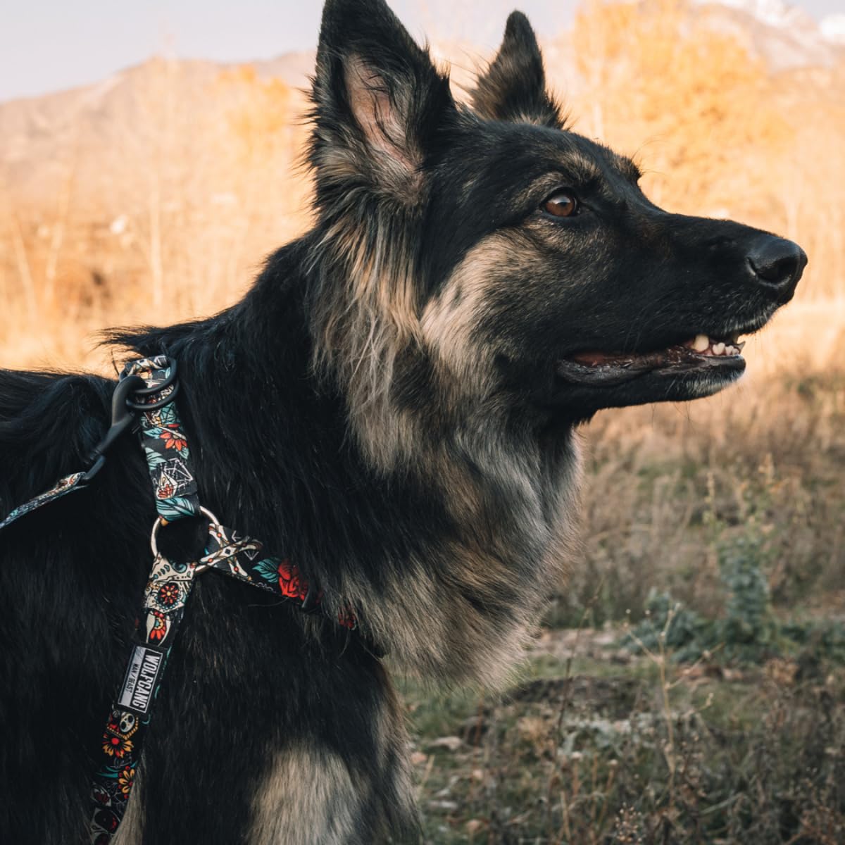 Wolfgang Heavy Duty Adjustable Dog Harness, Pull-Tested To Over 800 Lbs For Walking & Training, Losmuertos Print, Large
