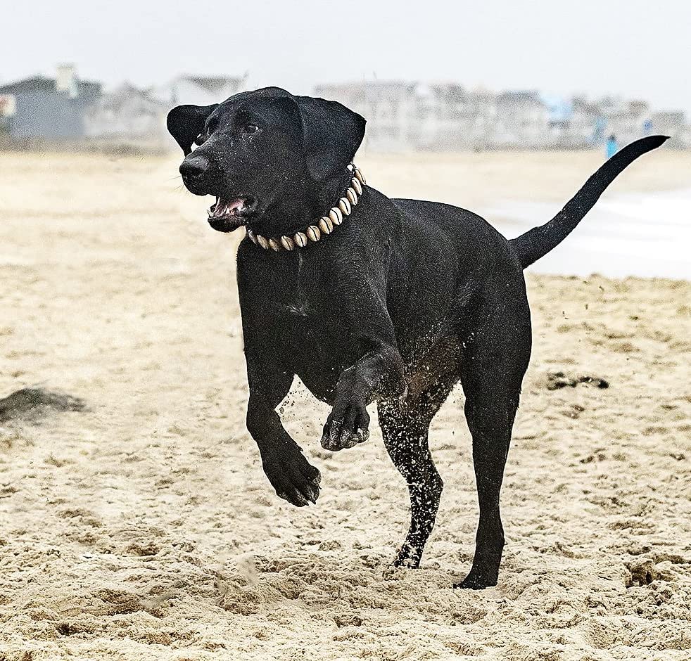 Handmade Seashell Dog Collar, Fasionable Natural Novility Origional Coastal Beach Cute Dog Collar Pet Necklace Cool Pet Collar