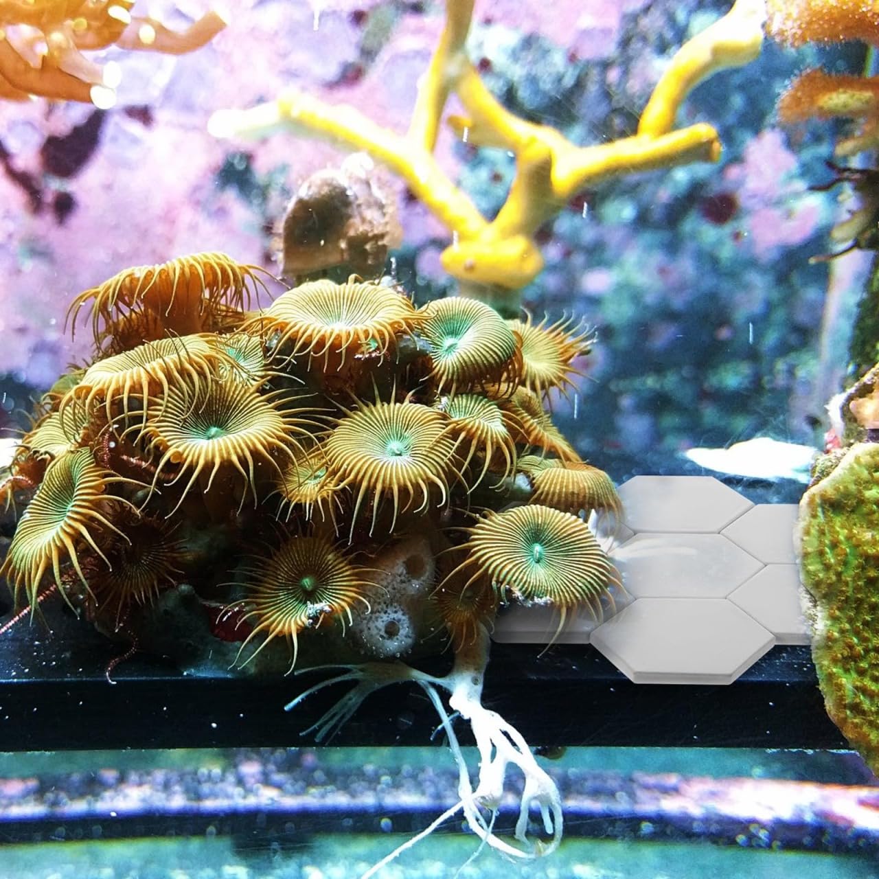 BUGUUYO 10pcs Ceramic Coral Bases Lightweight Stand for Fish Tank Supplies Stable Coral Breeding Bases for Hard and Branching Co