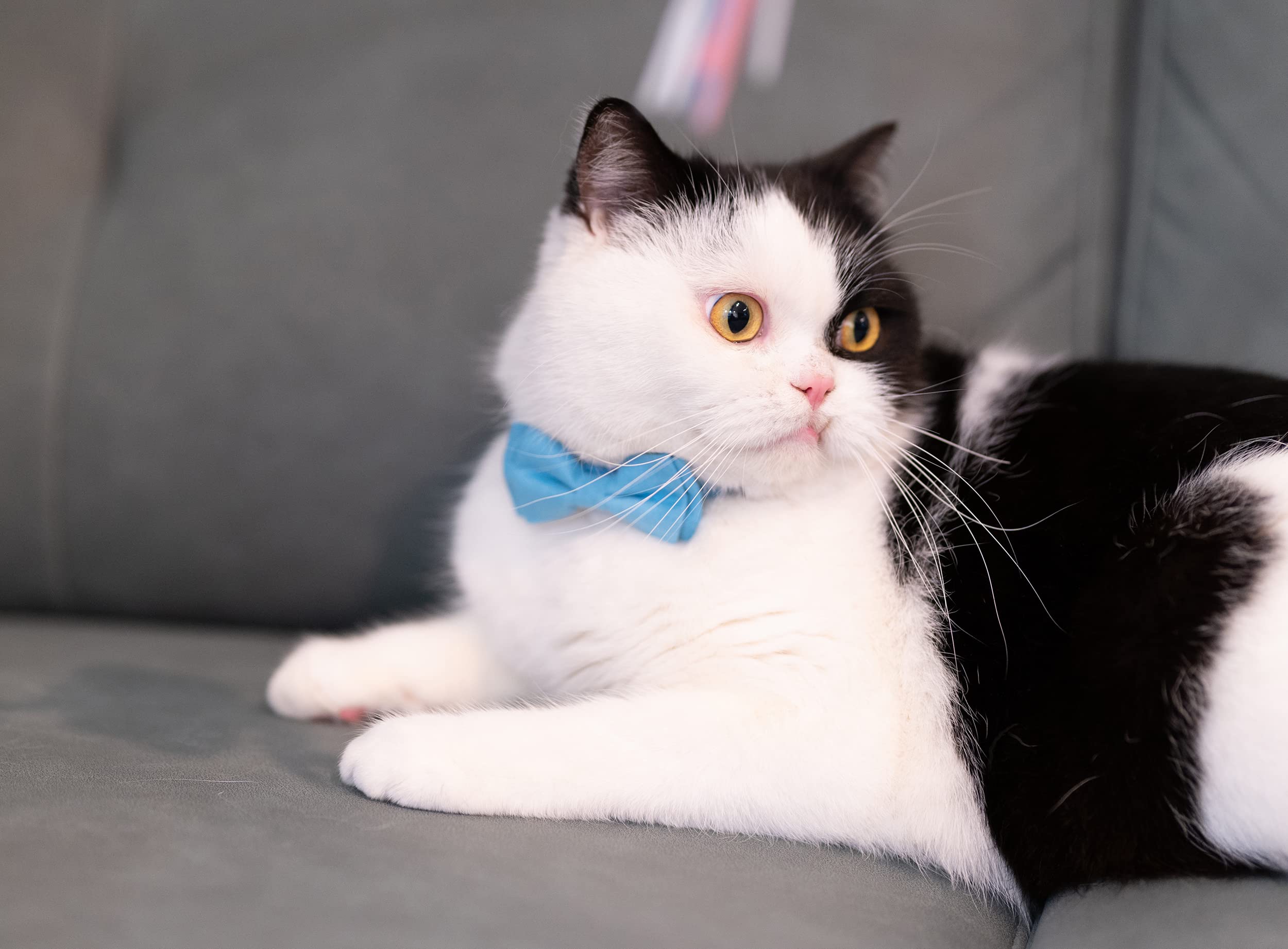 Gyapet Cat Collar With Bell Breakaway Kitten Small Puppy Safety Bow Tie Solid Wedding Basic Color [1Pc] Khaki