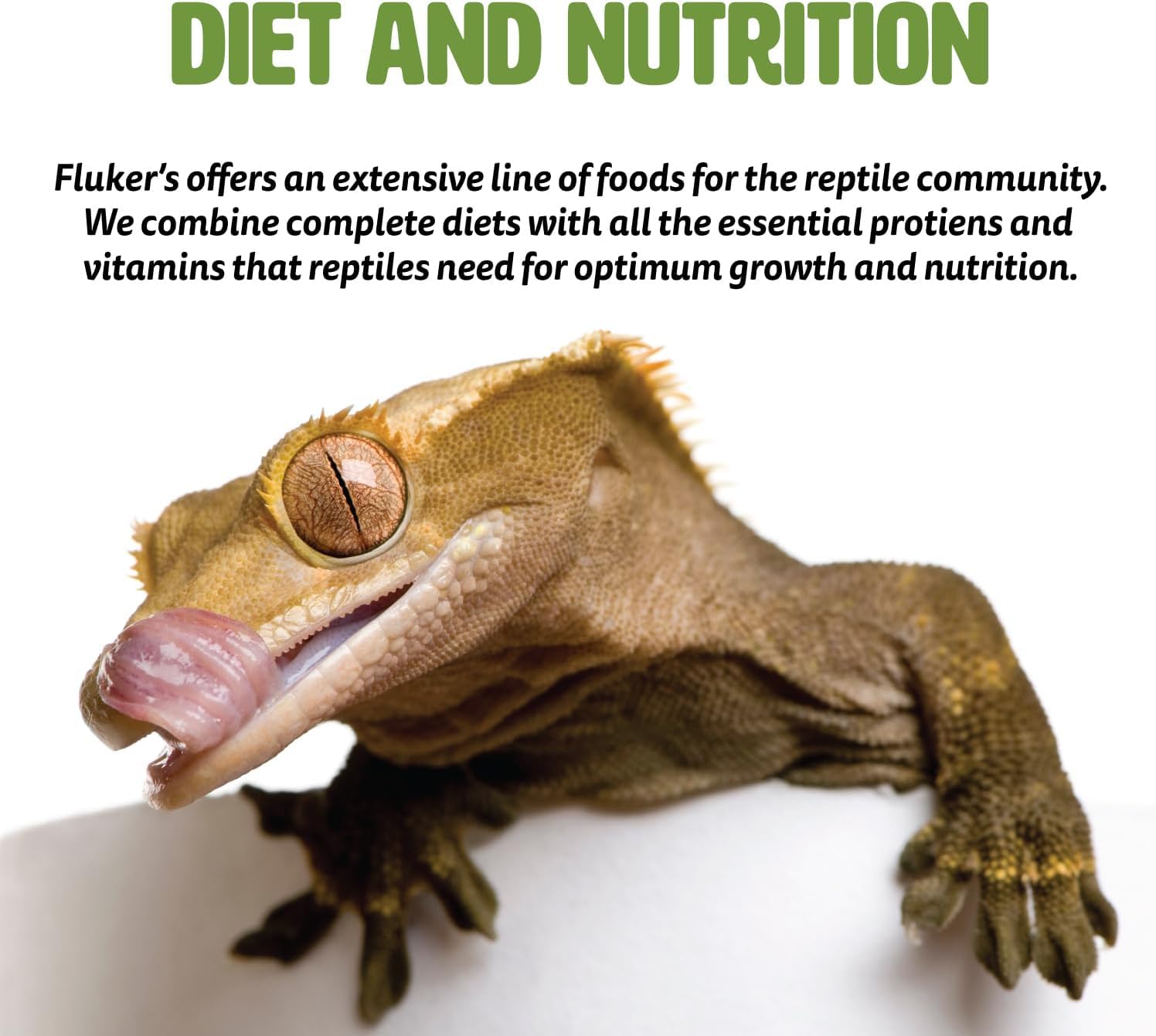 Flukers Freeze Dried Superworms for Reptiles