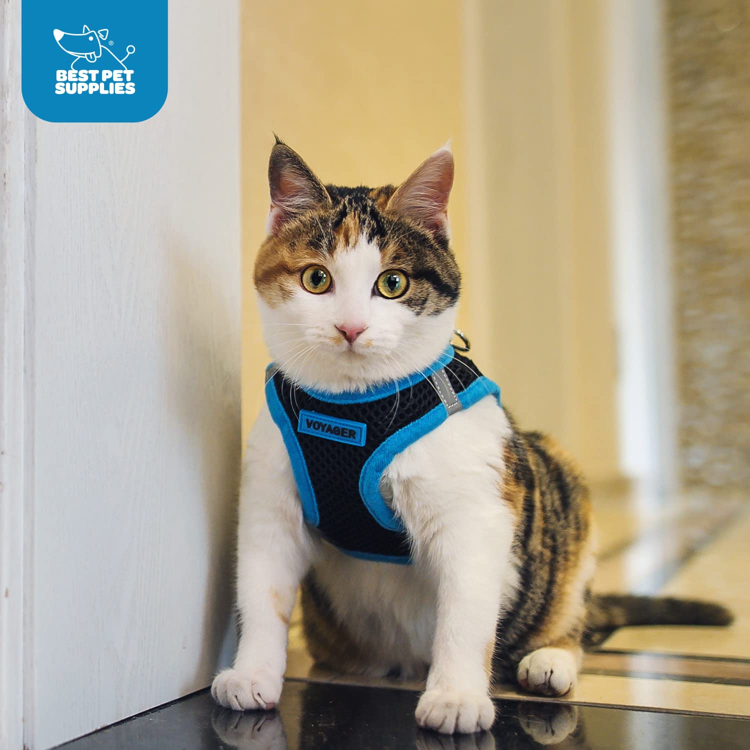 Voyager Step-In Air Dog Harness - All Weather Mesh Step In Vest Harness For Small And Medium Dogs By Best Pet Supplies - Blue Trim, S