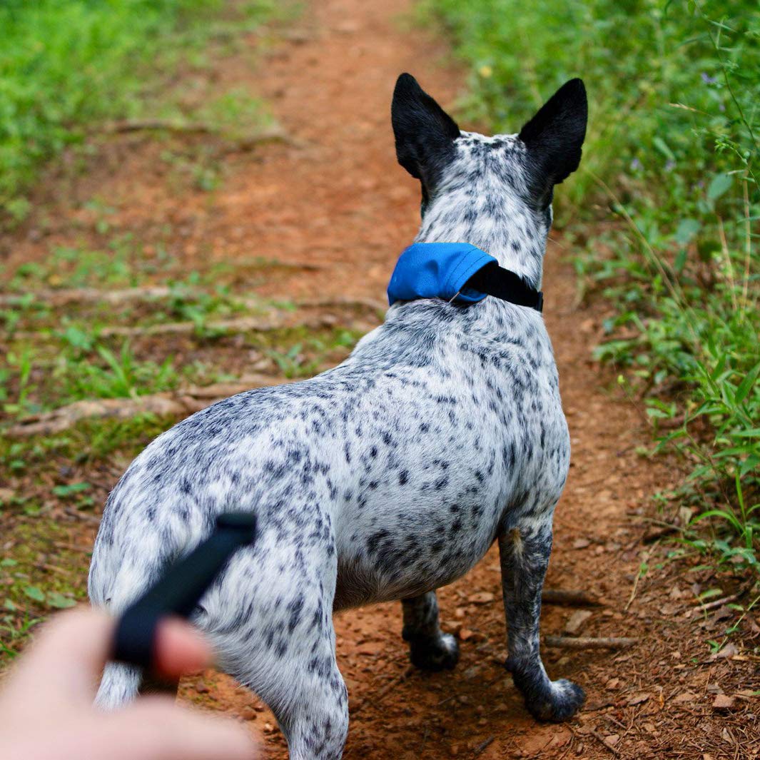 Nite Ize Raddog All-In-One Collar + Leash Combo, Dog Collar With Built-In Retractable Leash, Blue, Small 14'-16'