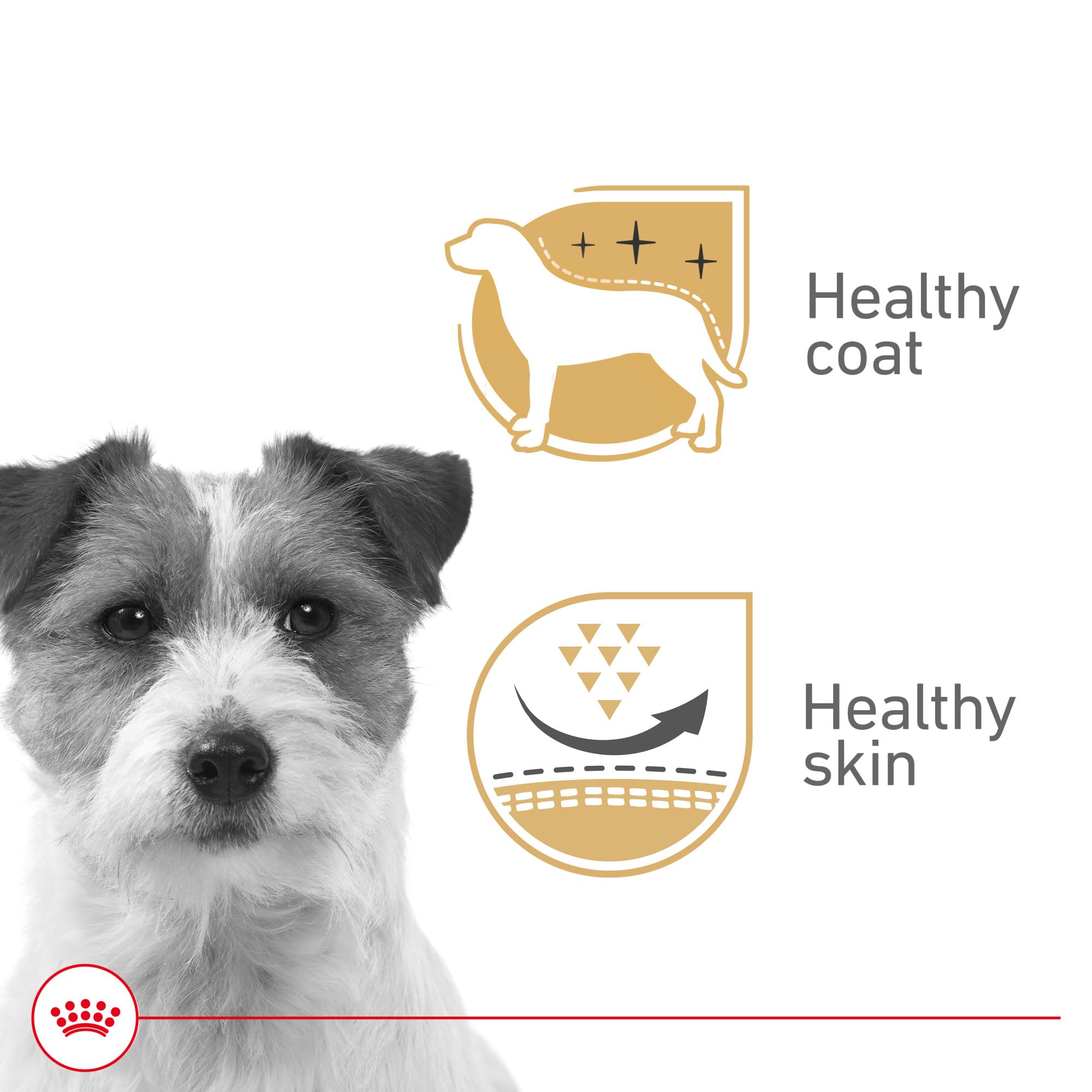 Royal Canin Canine Health Nutrition Beauty Adult Loaf in Sauce Canned Dog Food, 5.2 oz Pack of 24