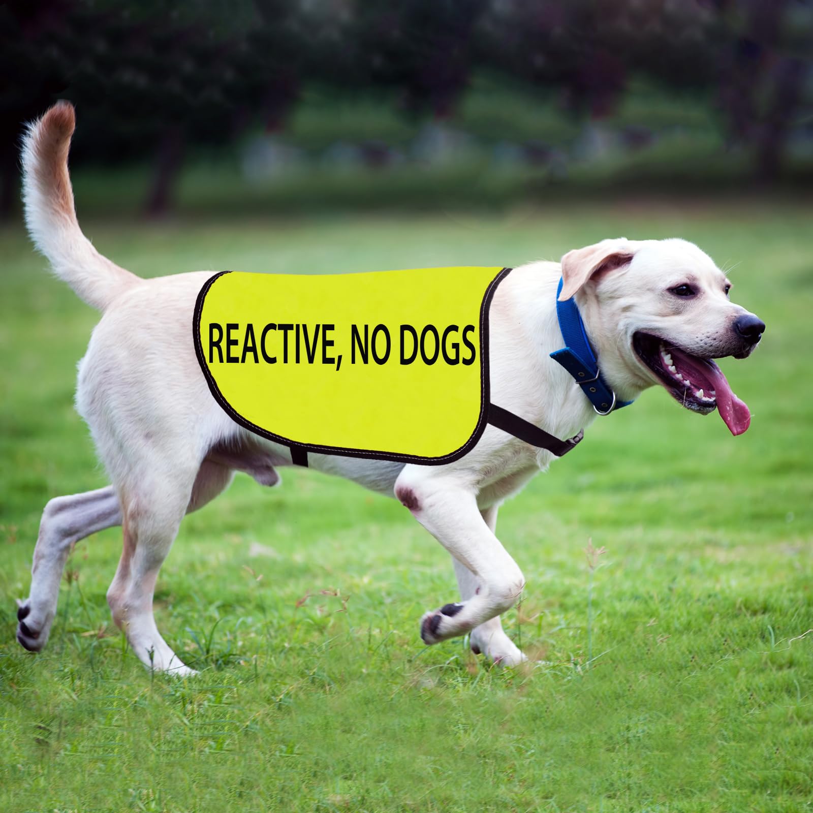 Reactive Dog Jacket Vest Reactive No Dogs Dog Slogan Vest Social Distancing Gift (Reactive No Dogs-Large)