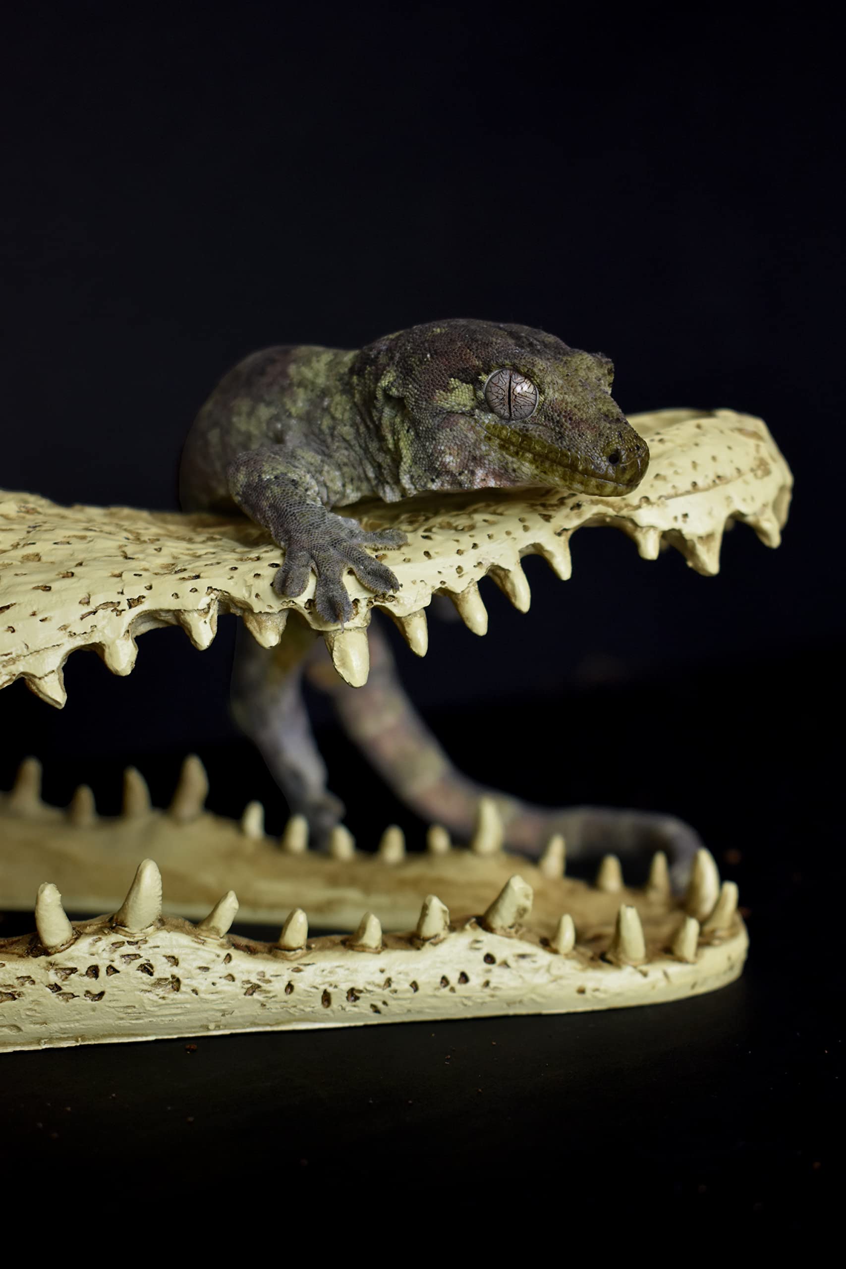 Komodo Reptile Terrarium Realistic Alligator Skull Ornament Decor | Easy To Clean Under Water Aquarium Or Dry Habitat Decoration Accessory, 9 Inches