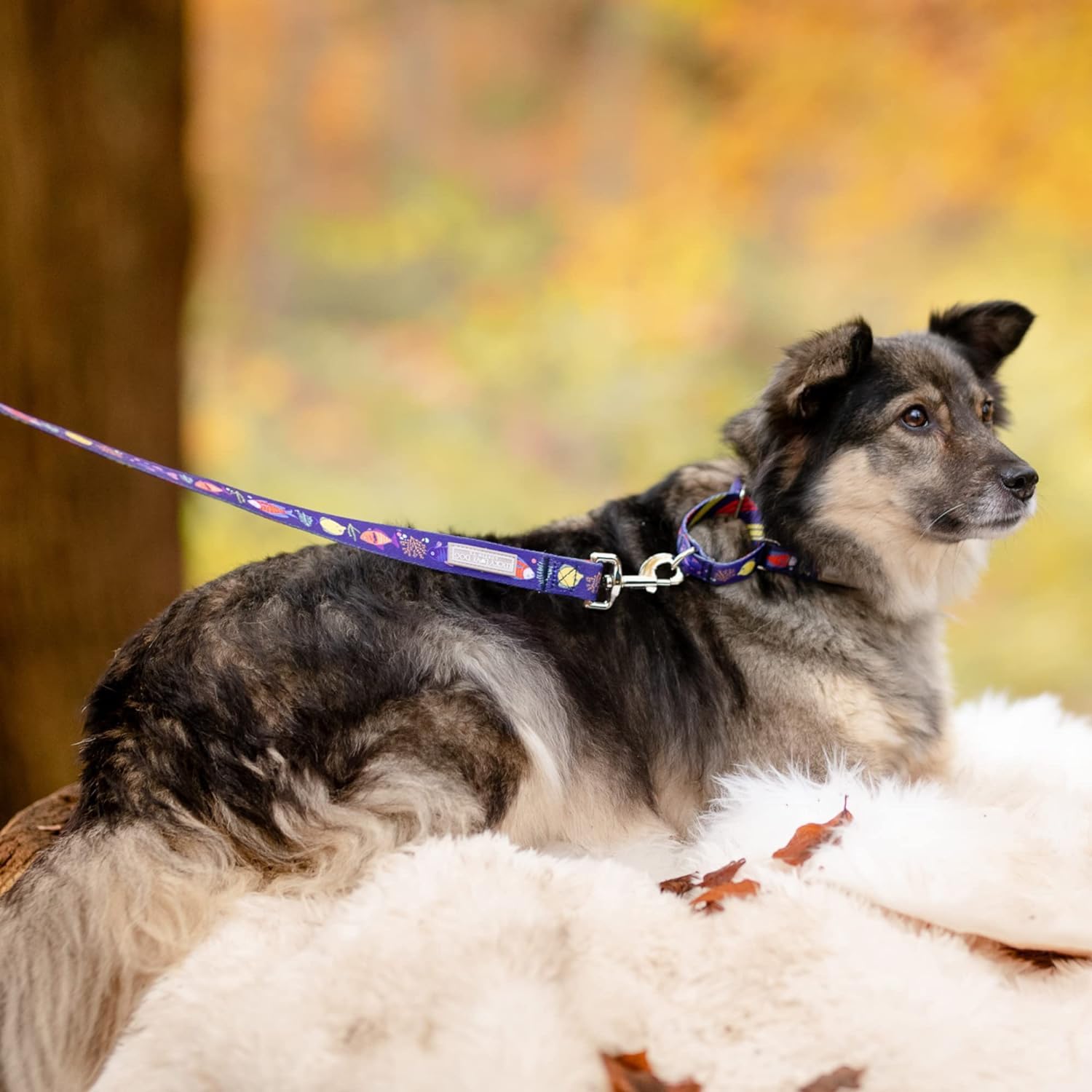 Lucky Love Dog Tropical Fish Pattern Martingale Collar And Leash Set, Summer Themed No Slip Collars For Small Dogs, Great For Wh