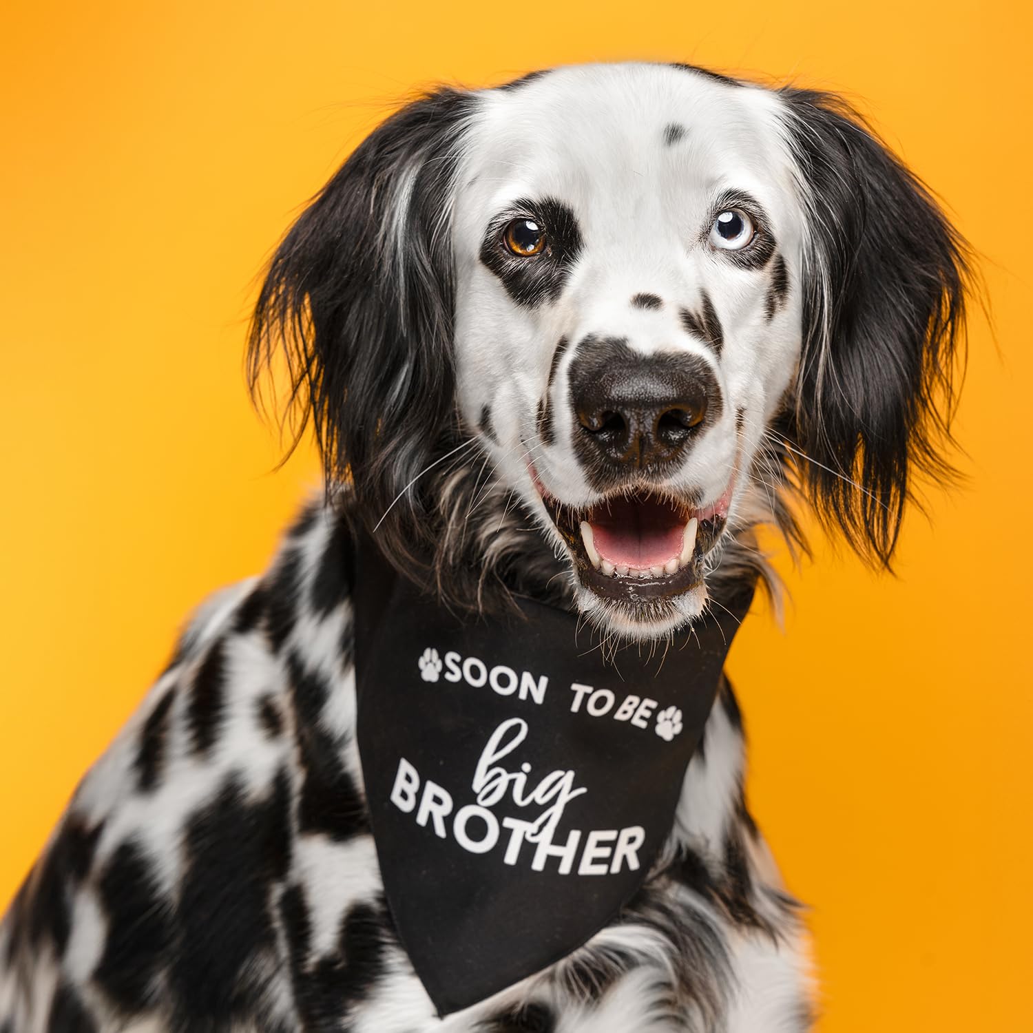 Soon To Be Big Brother Dog Bandana | 100% Cotton Adjustable Triangle | Made In Usa | Pregnancy Announcement Photoshoot Prop | Ne