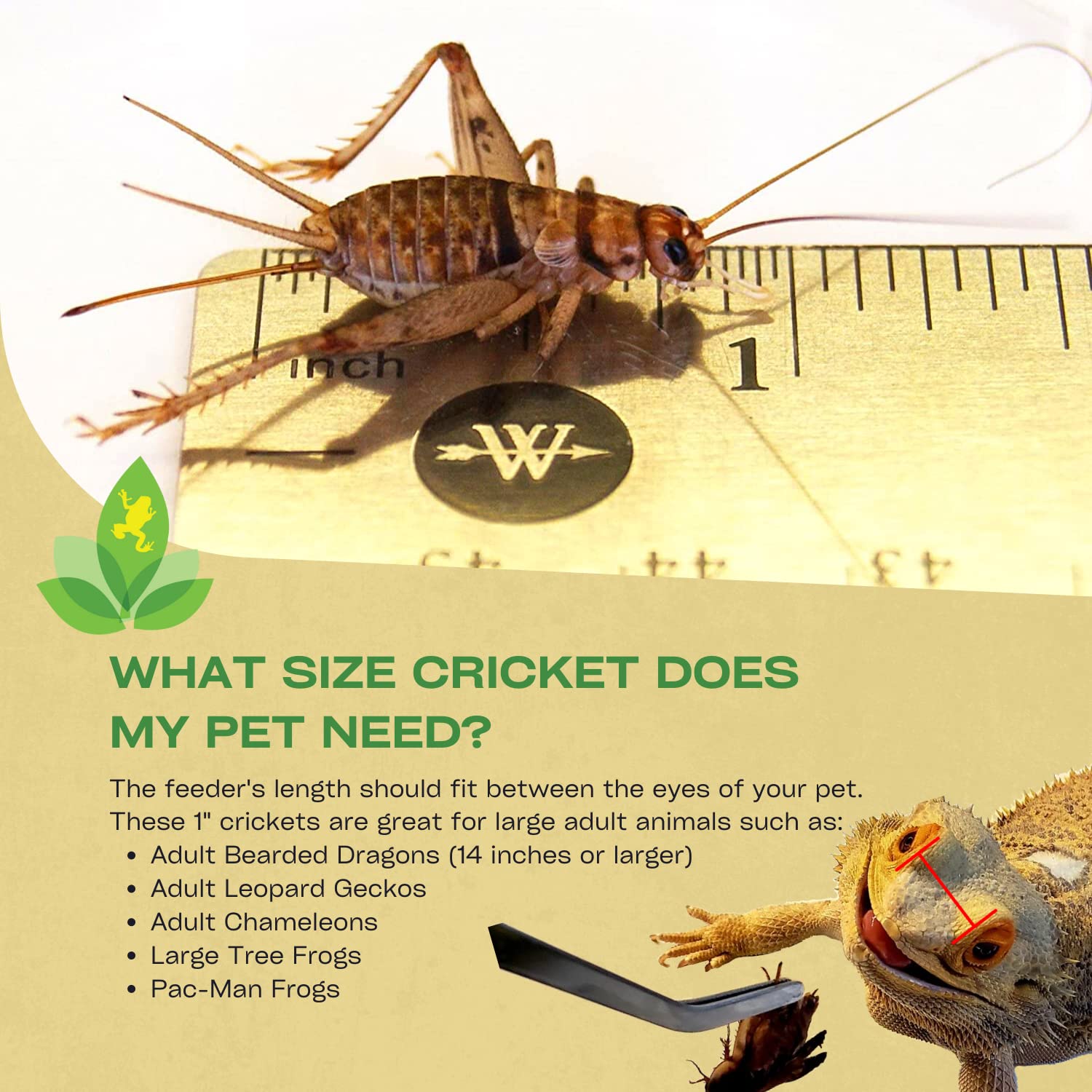 Joshs Frogs 1 GUTLOADED Banded Crickets (60 Count)