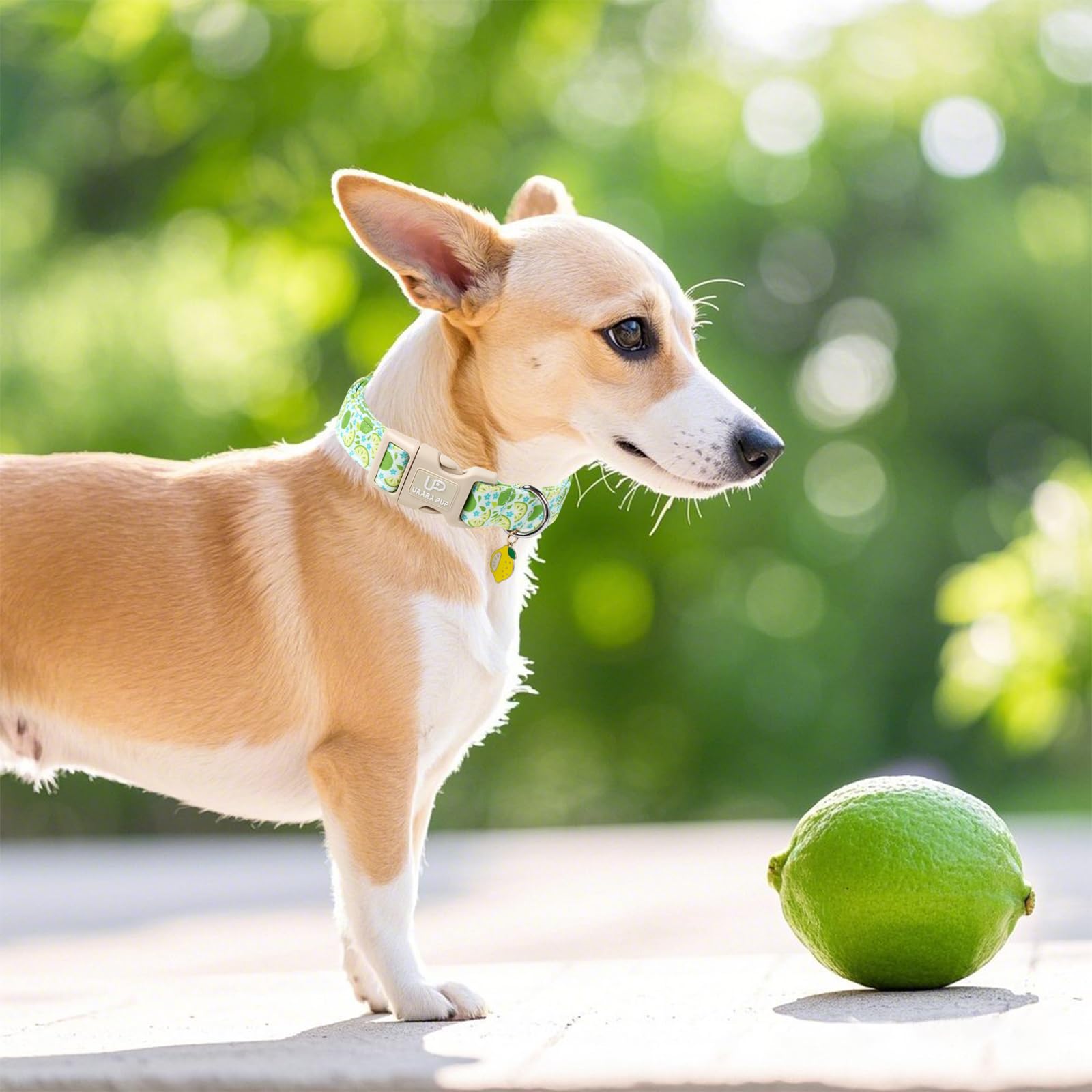 Up Urara Pup Summer Dog Collar-Refreshing Lime Pet Collars-Adjustable, Comfortable & Durable Puppy Collars For Small, Medium, La