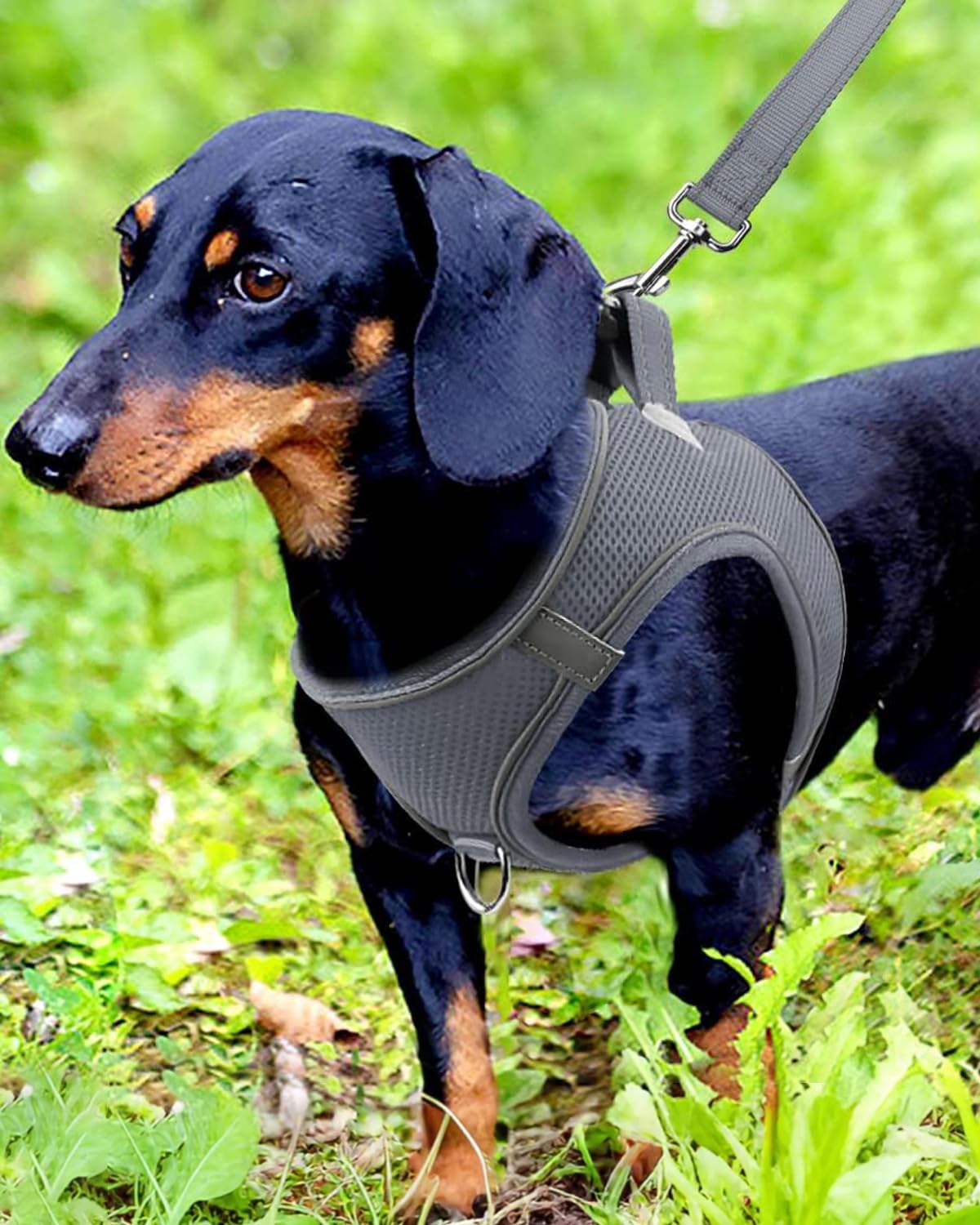 Joytale Small Dog Harness, Breathable Mesh Step-In Vest, Reflective Soft Padded Harnesses For Small And Medium Dogs, Gray, M