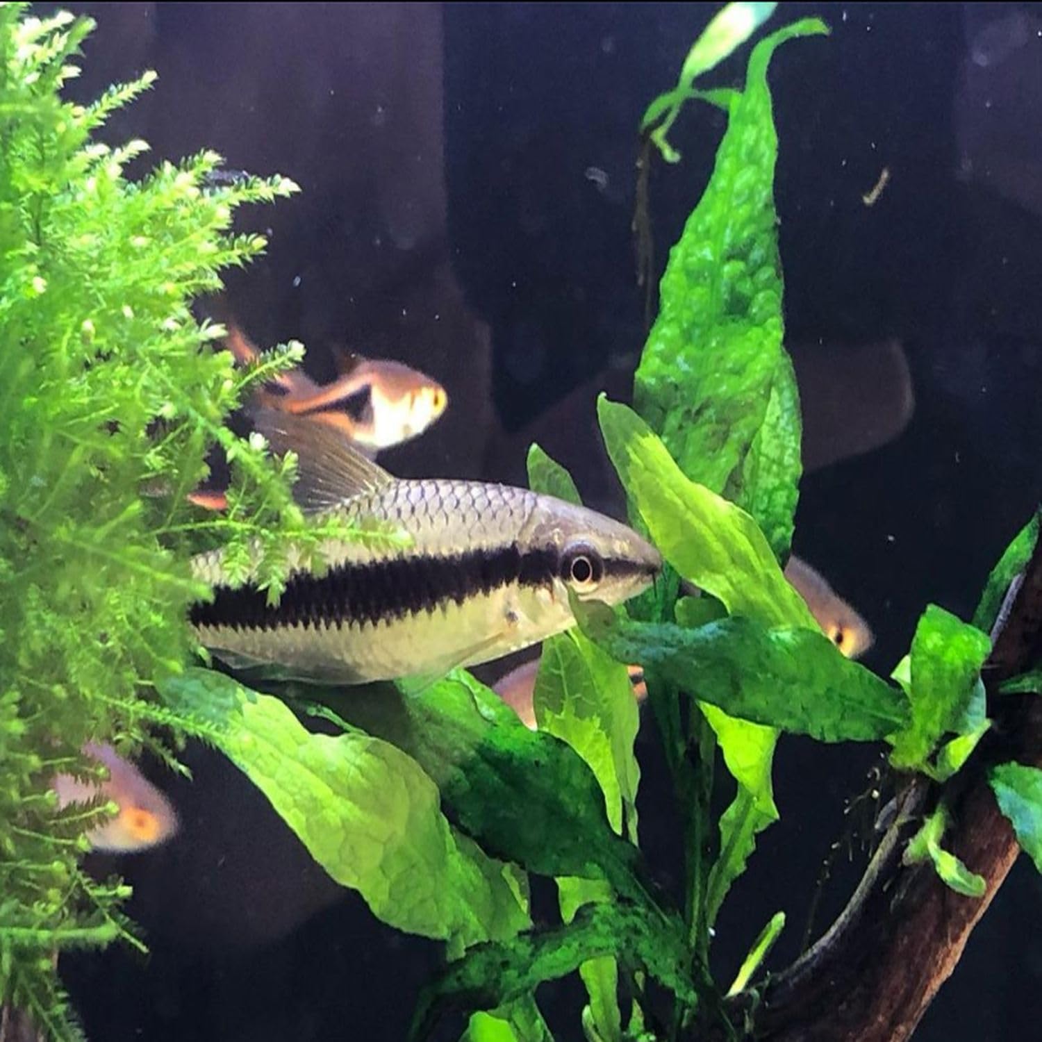 5X Java Fern Microsorum Pteropus Looses Aquarium Live Plant for Fish Tank Decoration