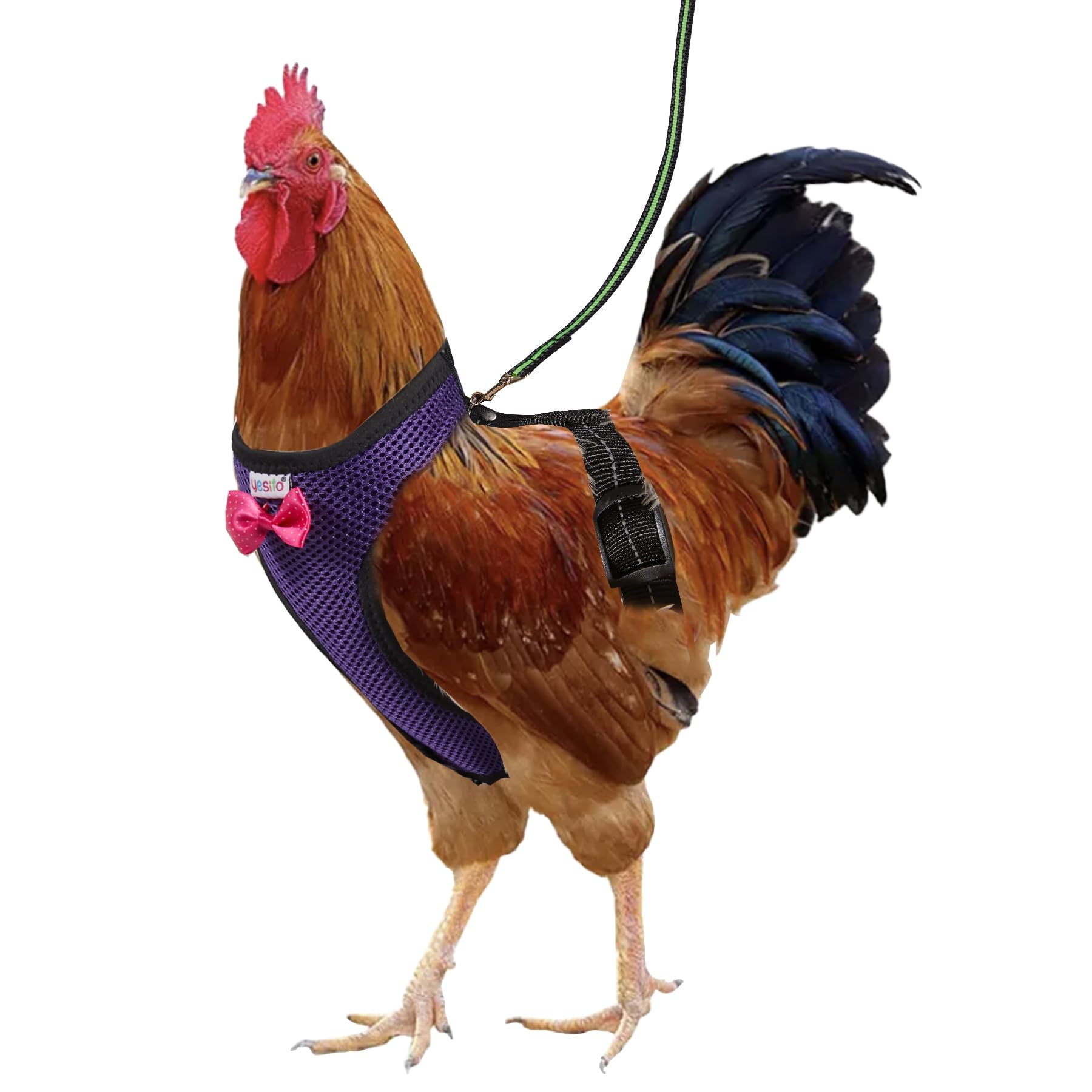Yesito Chicken Harness Hen Size with 5.5ft Matching Leash - Adjustable, Resilient, Comfortable, Breathable, Large Size, Suitable