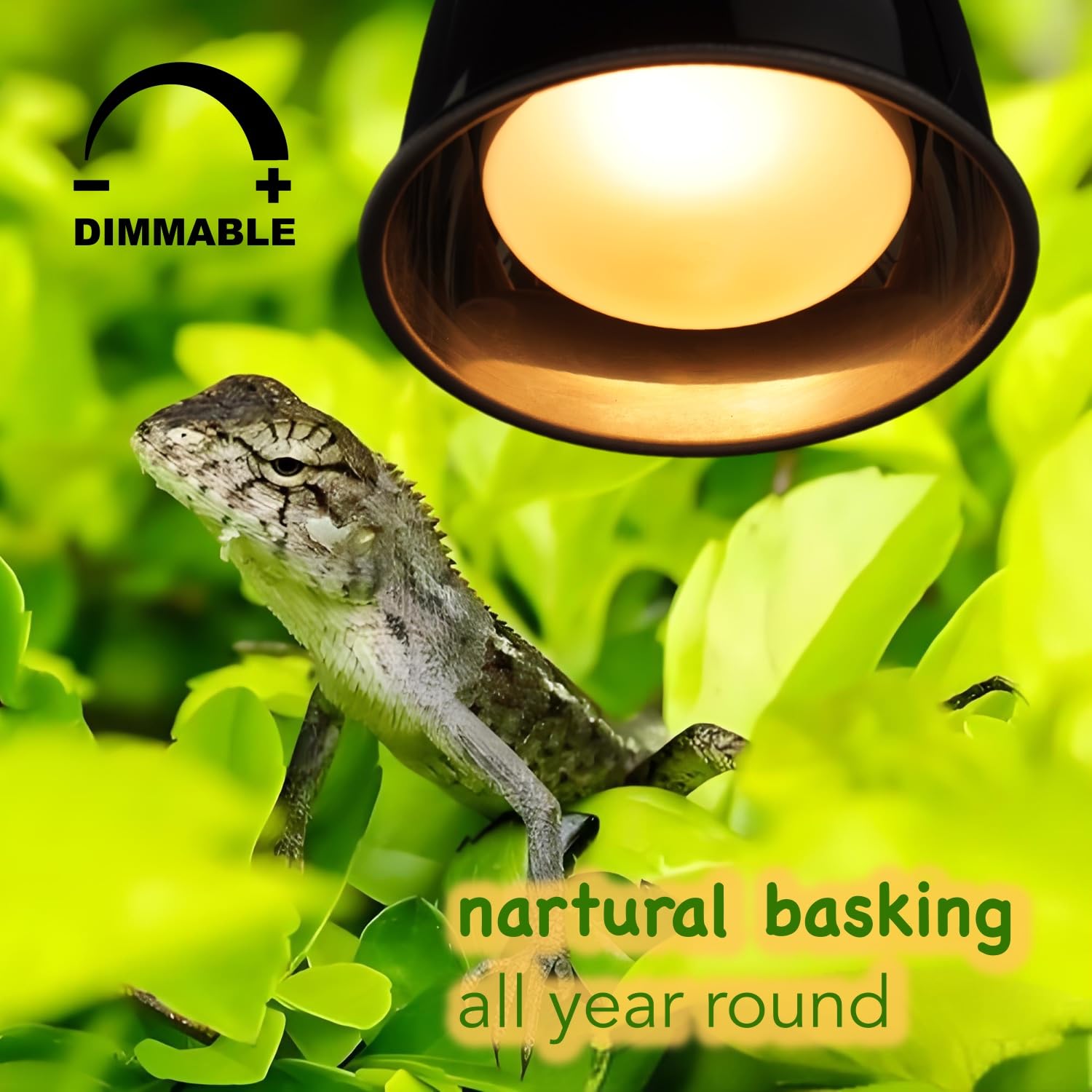 Reptiking Reptile Heat Lamp Bulbs, 2-Pack 75W Daylight Basking Spot, 2024 G3, Bearded Dragon/Turtle/Lzard/Gecko Light Bulb, Uva
