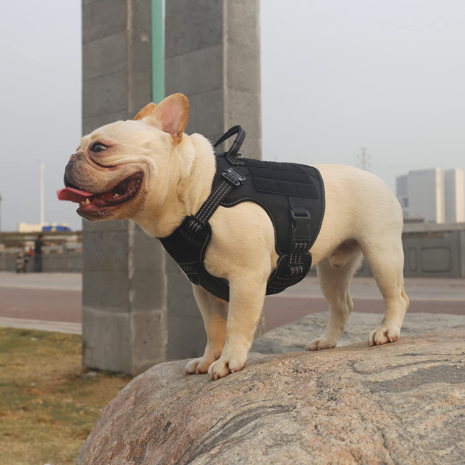 Icefang Tactical Dog Harness,2X Metal Buckle,Working Dog Molle Vest With Handle,No Pulling Front Leash Clip,Hook And Loop Panel (Small (Pack Of 1), Reflective Black)