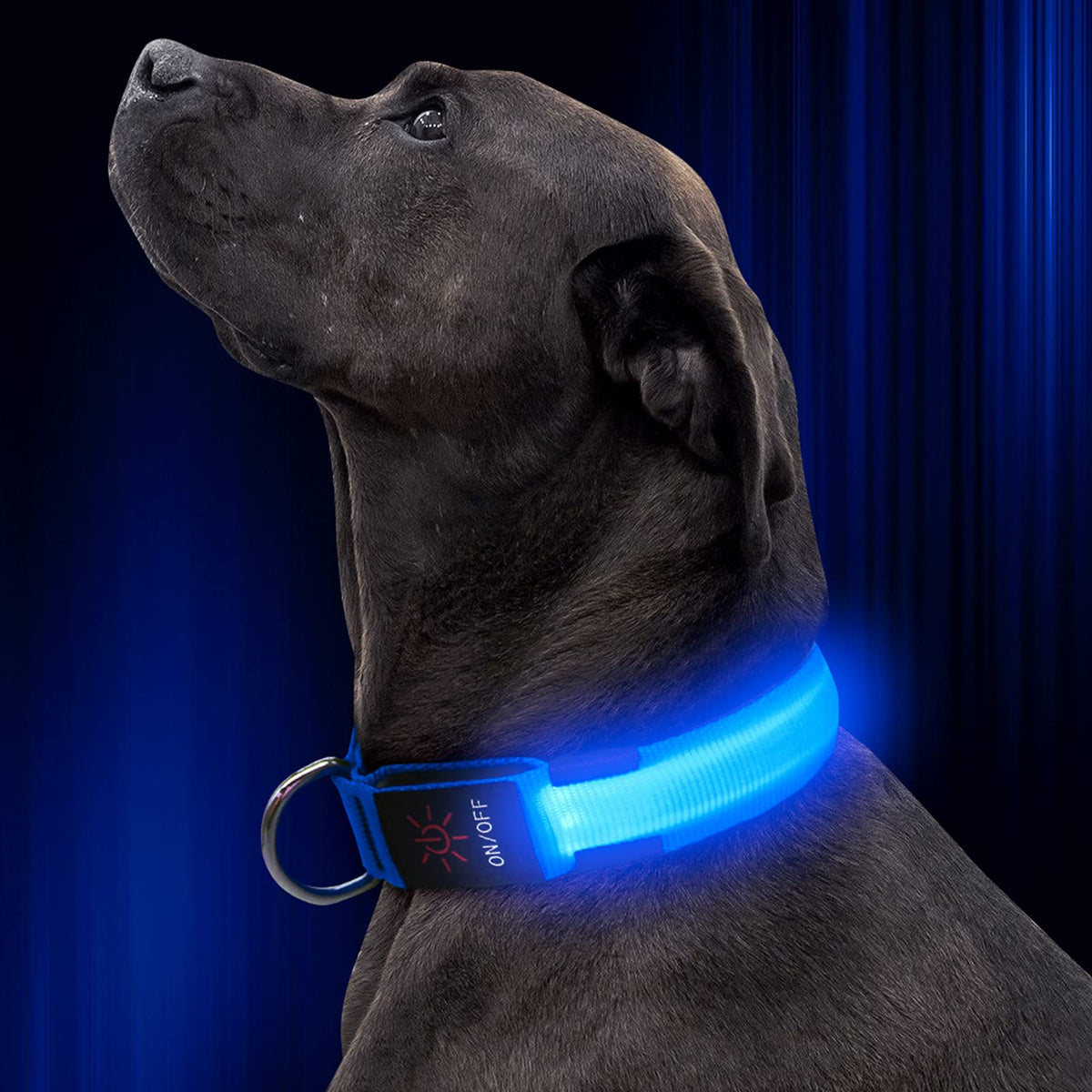 Illumifun Led Dog Collar, Usb Rechargeable Lighted Up Dog Collar, Adjustable Nylon Webbing Glowing Pet Safety Collar For Your Dogs (Blue, Medium)