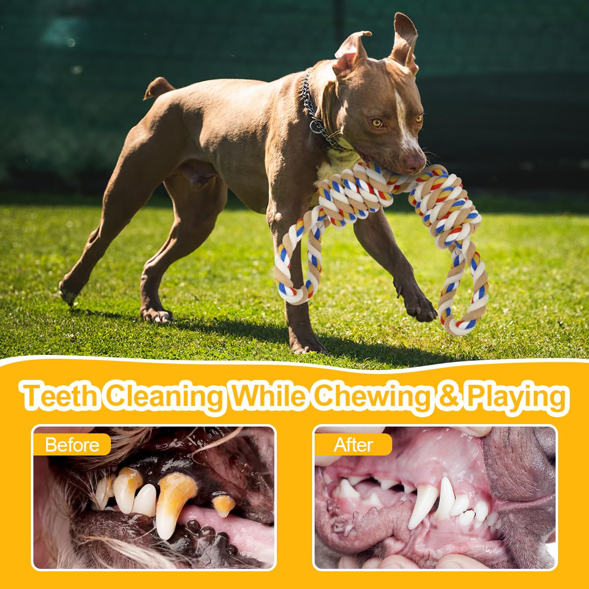 ETACCU Dog Rope Toys for Large & Medium Dogs, 2 Pack 22 Inch Tug of War Dog Toy for Aggressive Chewers, 100% Cotton Rope Dog Toy