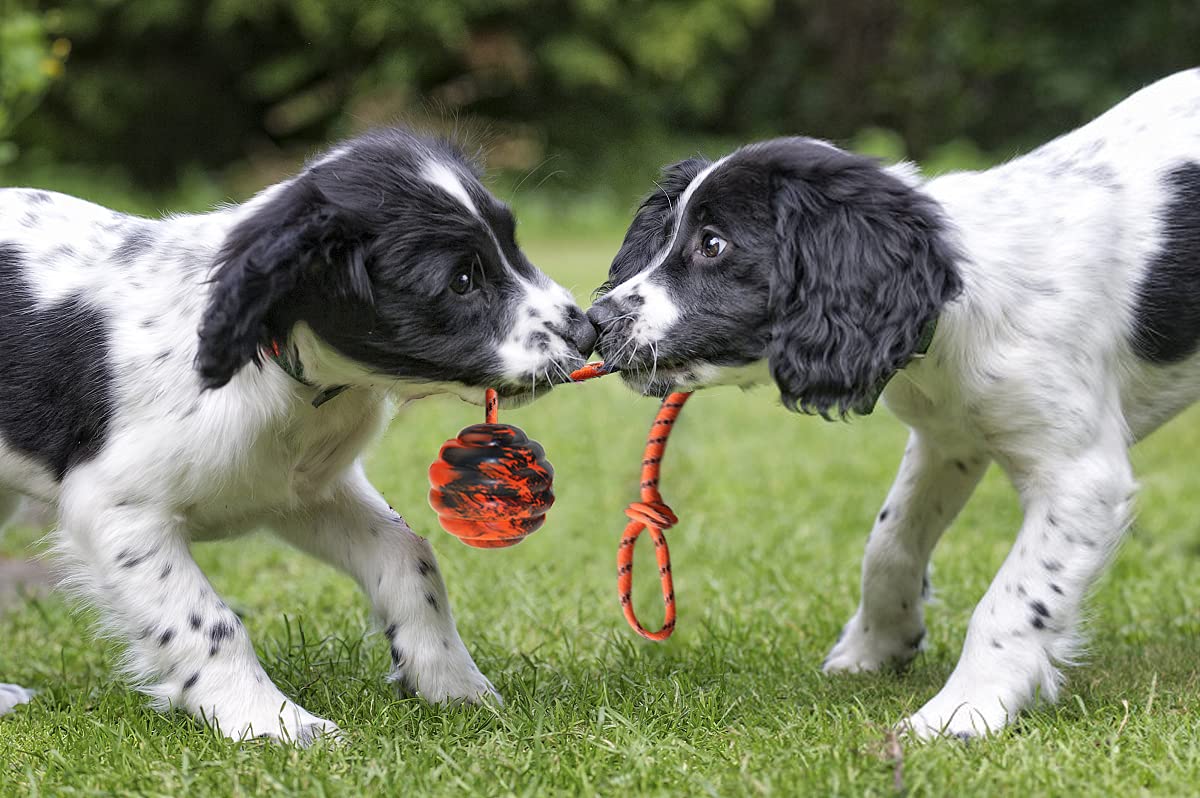 Vitalili 2Pcs Dog Training Ball On Rope Dog Rope Toys Ball Exercise And Reward Toy For Dogs For Chew Training Pull Throw Toy Tug Toy Dogs Fetch Toys Belgian Malinois Gifts
