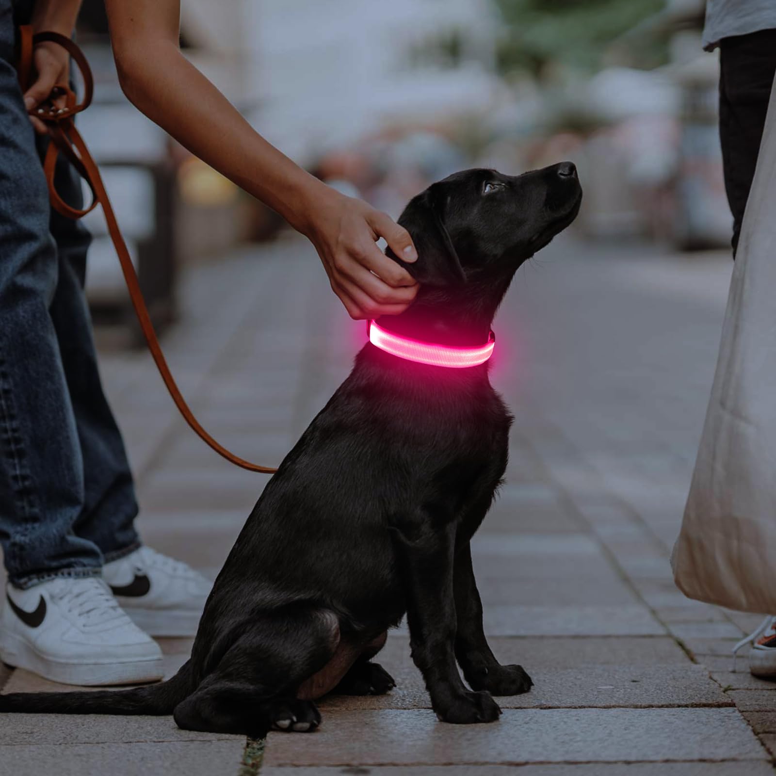 Illumifun LED Dog Collar USB Rechargeable Light Up Dog Collar, Water-Resistant Adjustable Safety Collar Light for Small Medium L