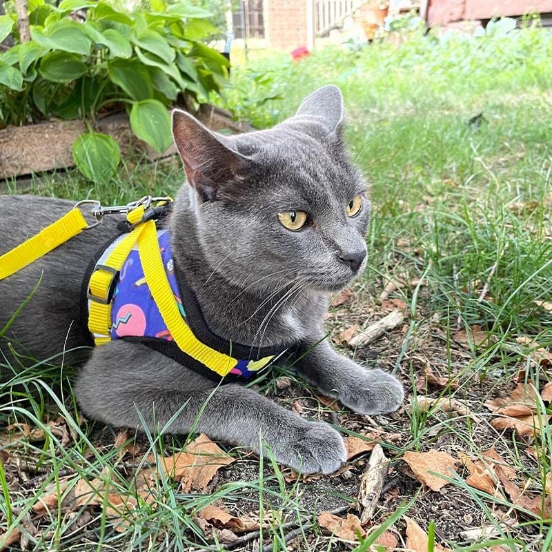 Travel Cat Harness And Leash Set - Adjustable Comfort Fit Mesh Vest Harnesses With Reflective Strap - Snug Fit Harness For Cats, Kitten For Outdoor Walking (90S Cat, X-Small,Kittens Only)