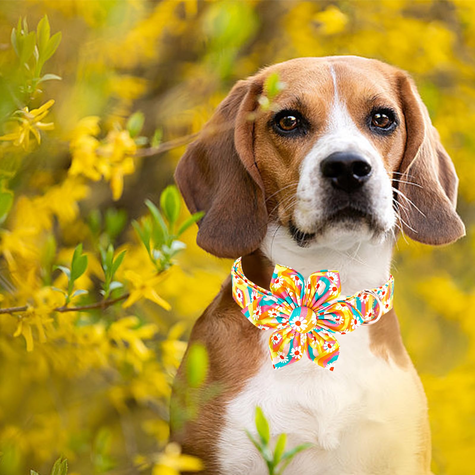 Lionheart glory Dog Collar with Flower, Sunflower Pattern Pet Collar Durable Cute Dog Flower Collars Summer Spring Female Pet Gi