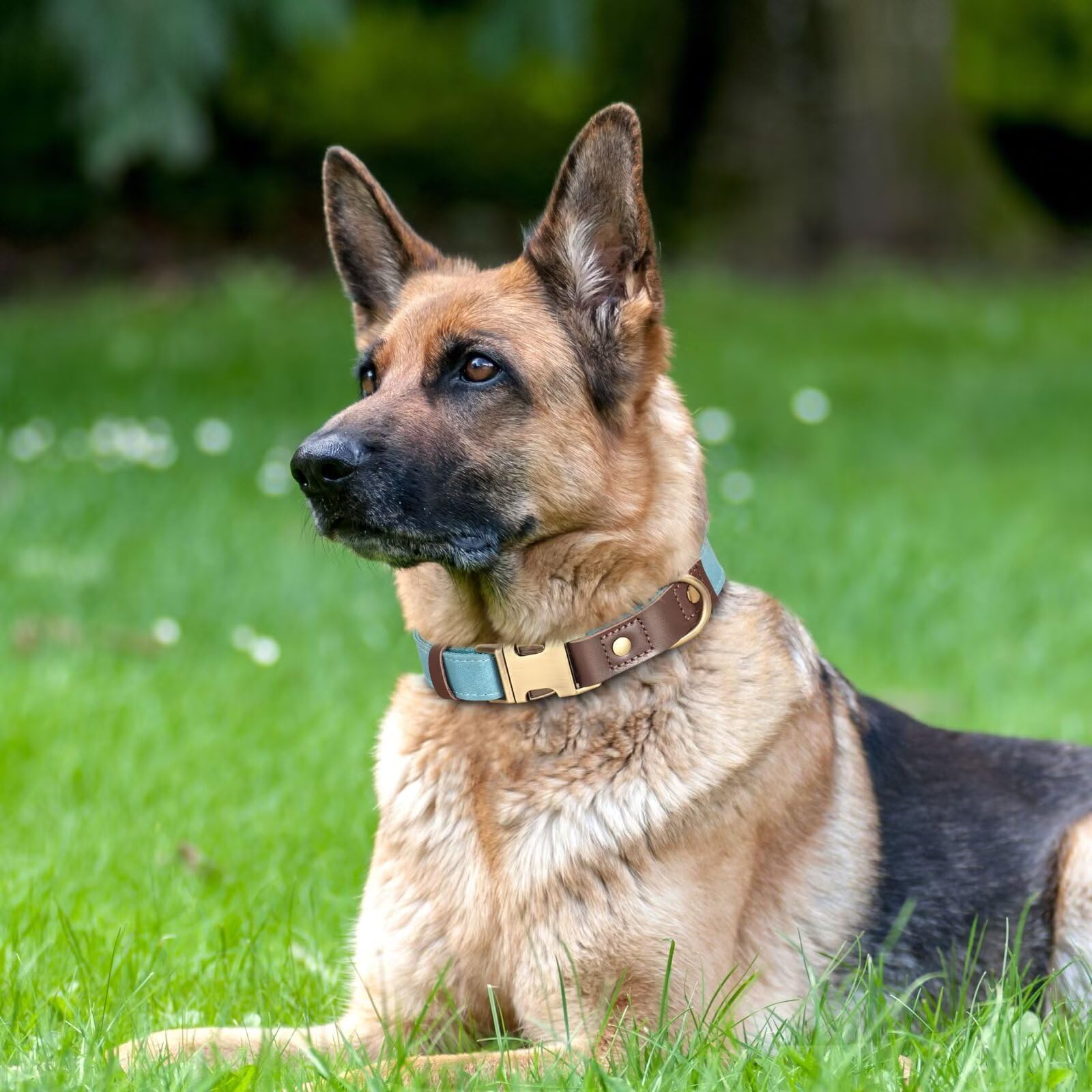 Didog Soft Padded Leather Dog Collar For Large Dogs, Classic Heavy Duty Dog Collars With Quick Release Metal Buckle, Adjustable