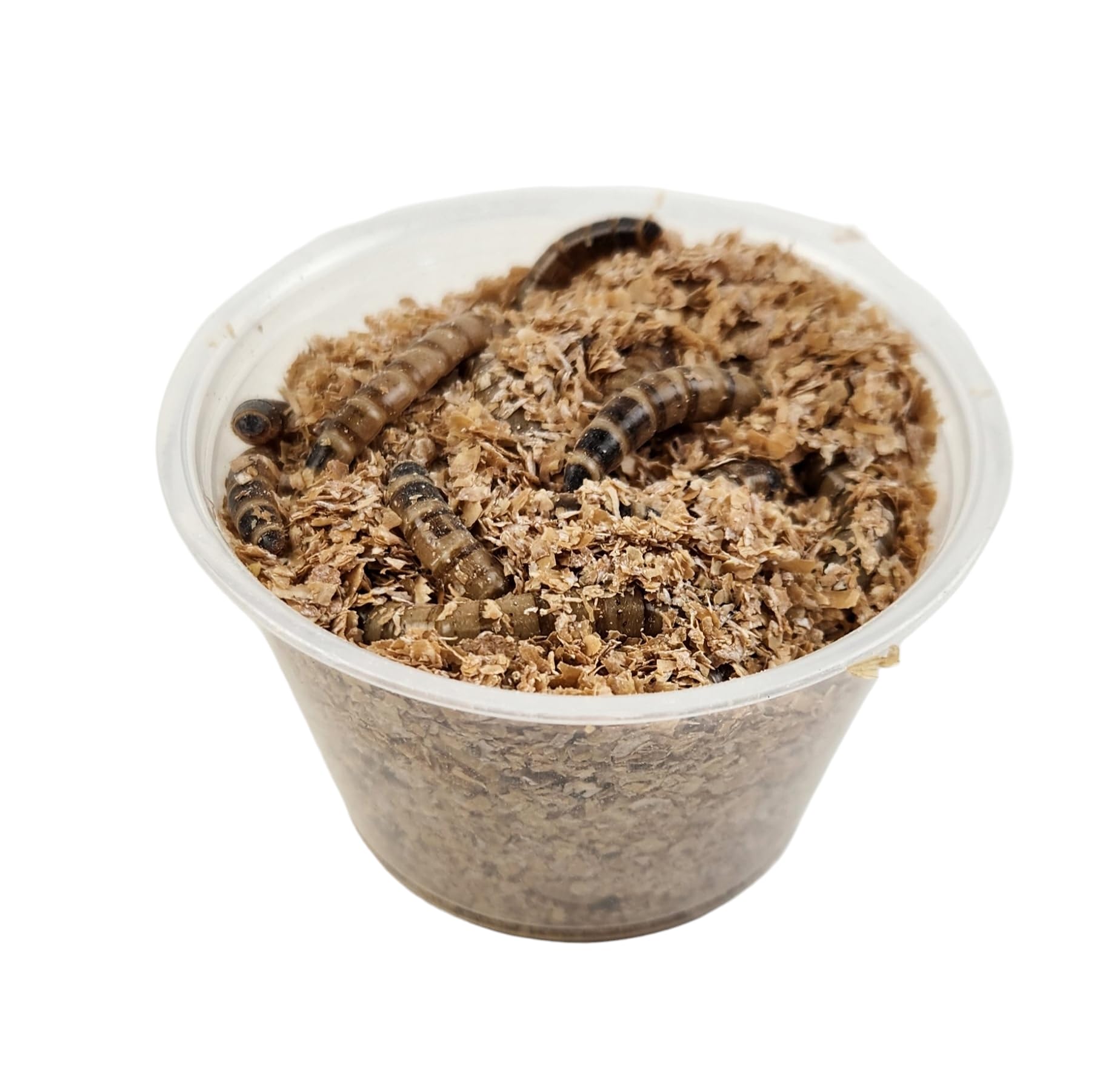 Josh's Frogs Superworms (25 Count)