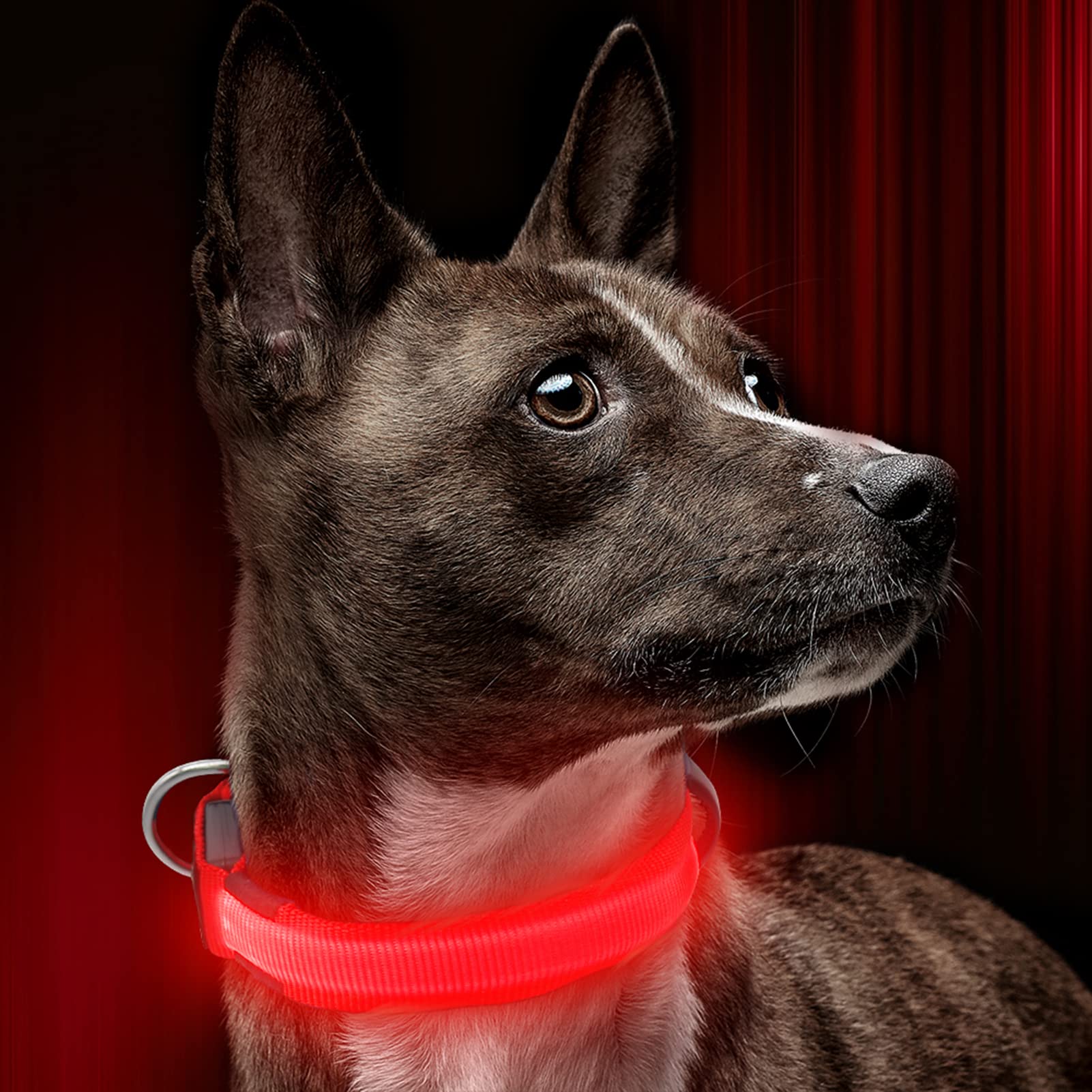 Illumifun Led Dog Collar, Usb Rechargeable Lighted Dog Collar, Nylon Webbing Glowing Safety Collars For Your Dogs Walking At Night(Red, Large)