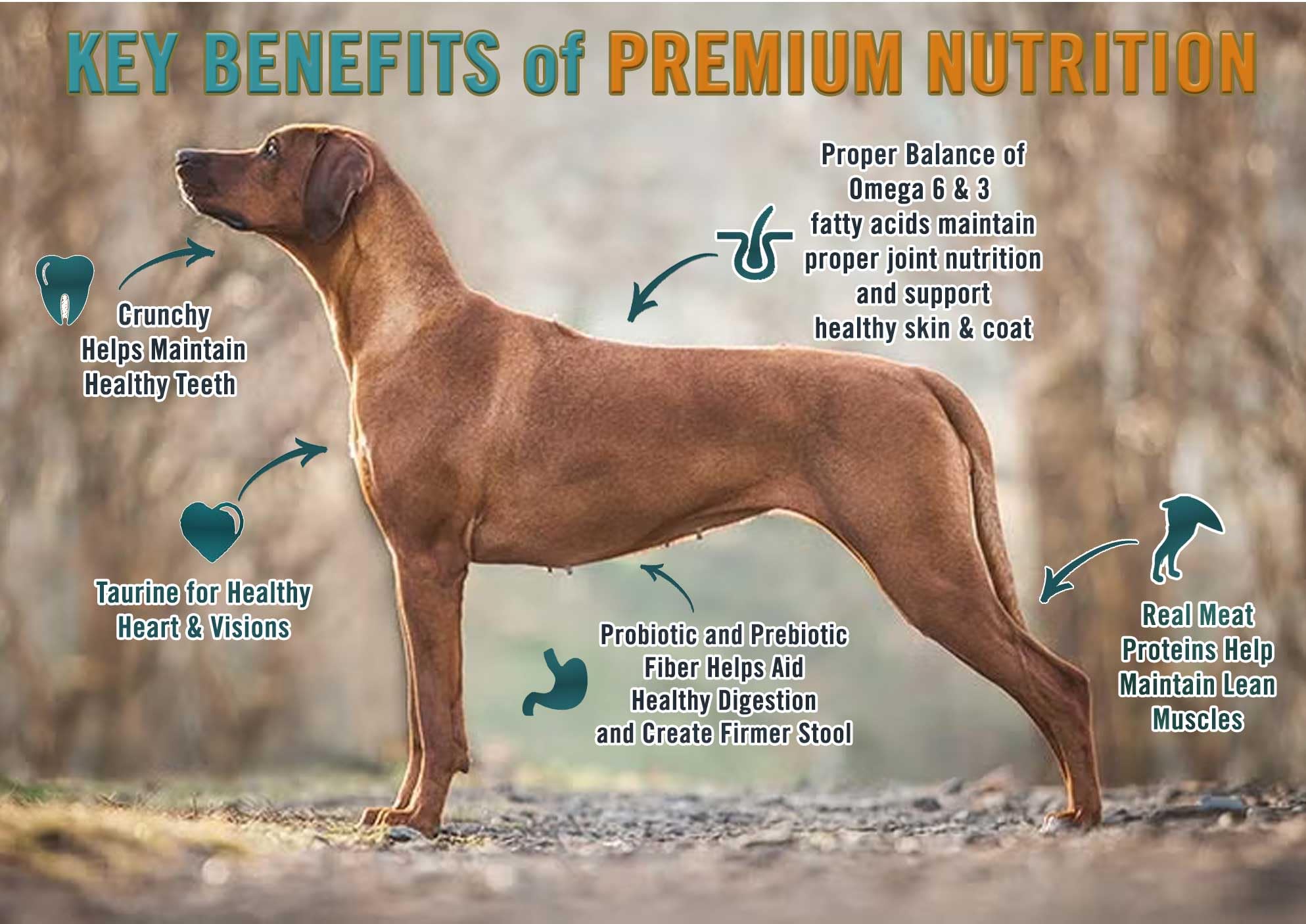 Chicken Soup for the Soul All Natural Premium Grain-Free All Life Stage Dry Dog Food, Real Meat First Ingredient, No By-Products
