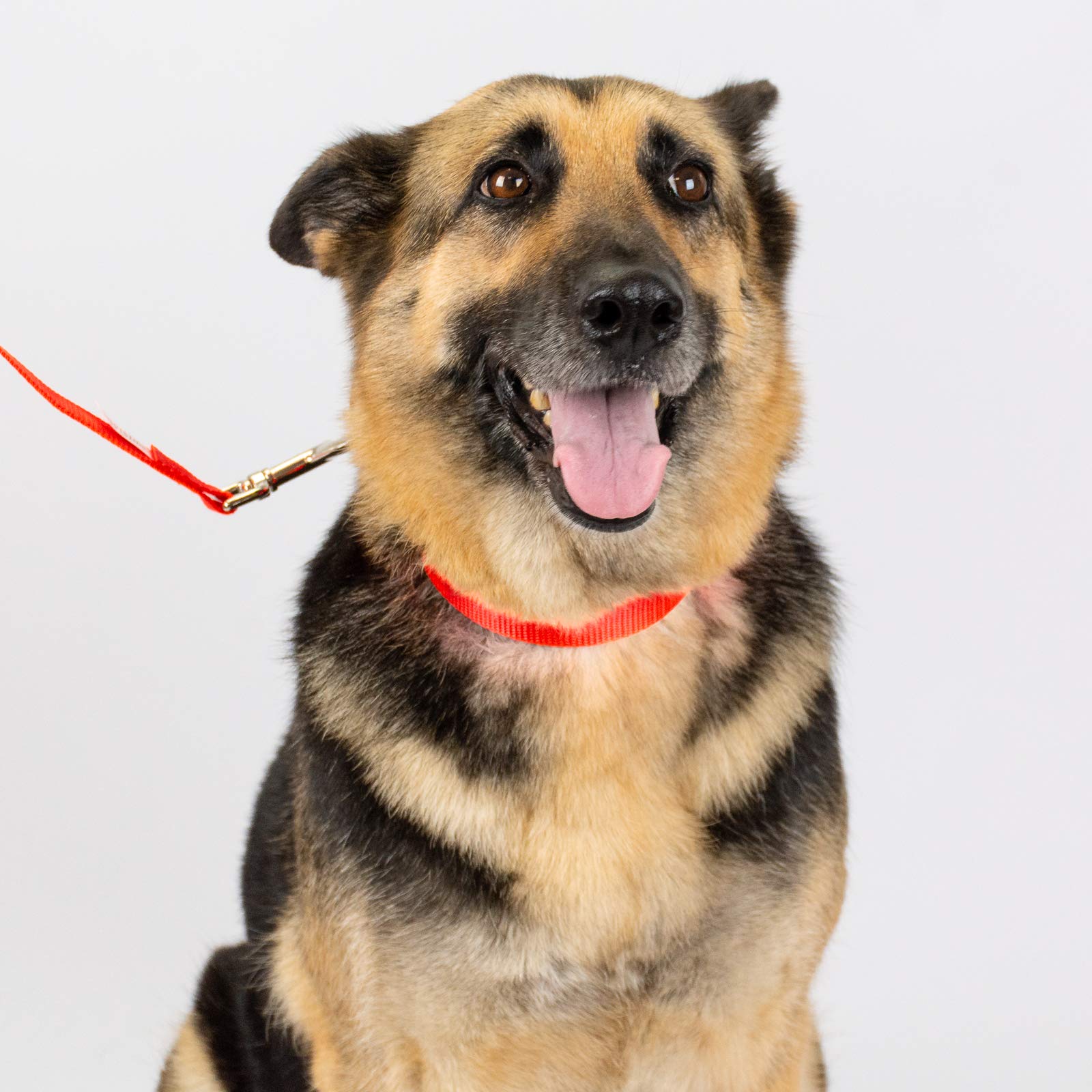 Country Brook Petz - Hot Orange Martingale Heavy Duty Nylon Dog Collar - 21 Vibrant Color Options (3/8 Inch Width, Mini)