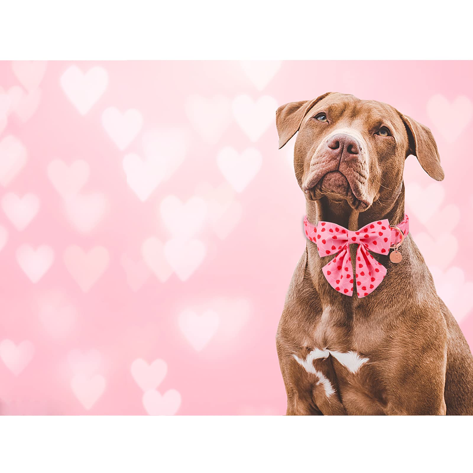 Up Urara Pup Valentine'S Day Dog Collar With Bow Tie, Cotton With Metal Buckle, Red Heart, Xs, Neck 8-12In