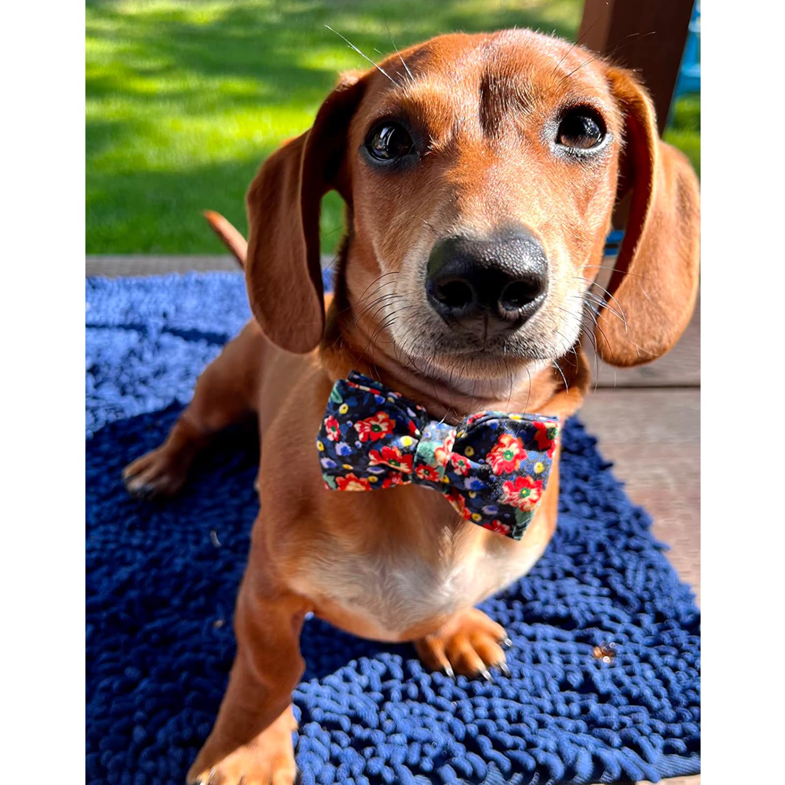 Lionheart Glory Premium Floral Dog Collars, Bowtie Dog Collar, Adjustable Heavy Duty Dog Collar With Bow For Small Dogs