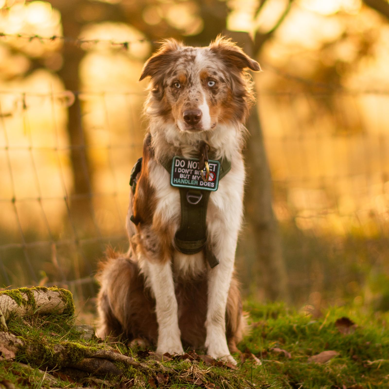 Rabbitgoo Dog Harness Small Sized No Pull, Tactical Service Pet Vest With Molle And Control Handle, Adjustable And Reflective Mi