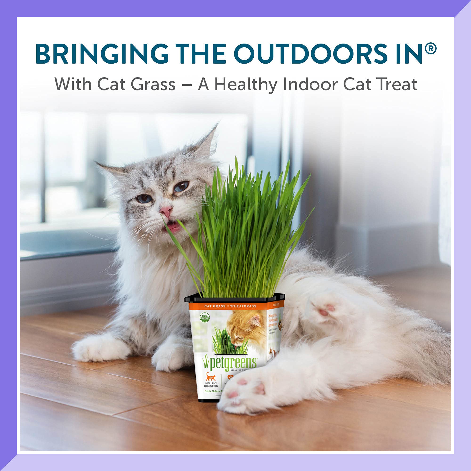 100% Certified Organic Fresh Cat Grass 3-Pack. Natural Cat Treat