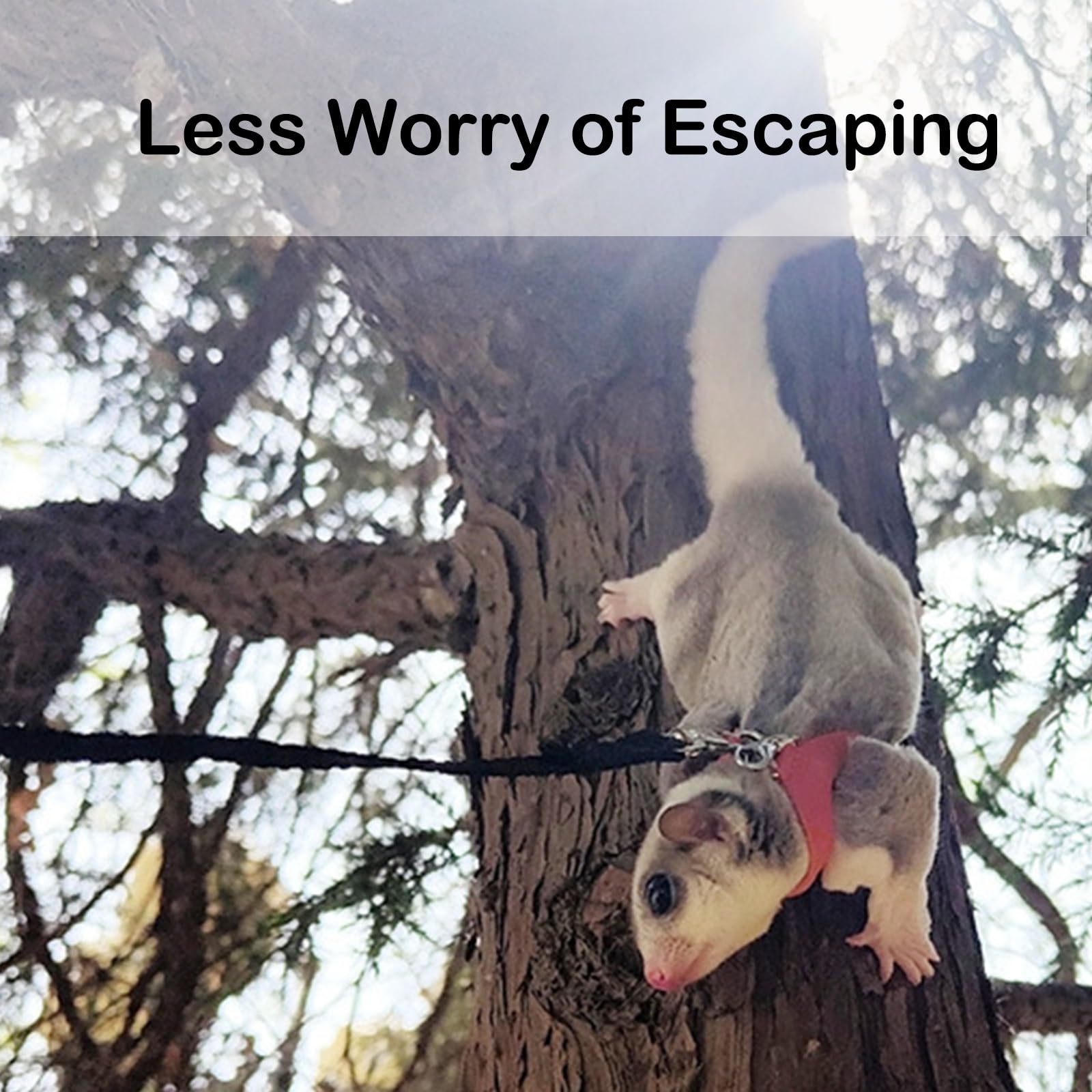 3 Pack Sugar Glider Harness And Leash Set Small Animal Training Walking Vest For Squirrel Hamster Rat-Black