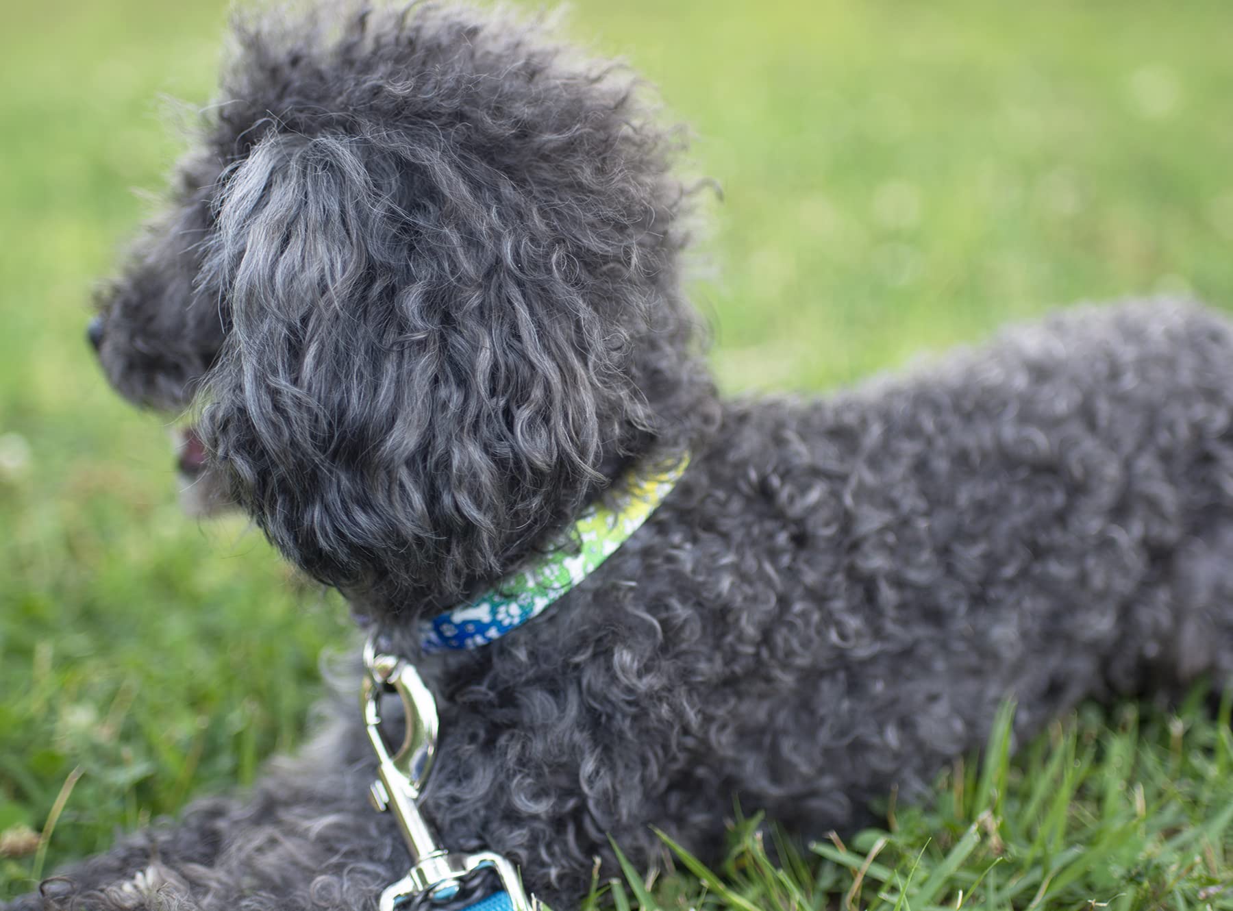 Country Brook Petz - Trippy Doggo Martingale Dog Collar - Groovy Collection Featuring Far Out Designs (1 Inch, Large)