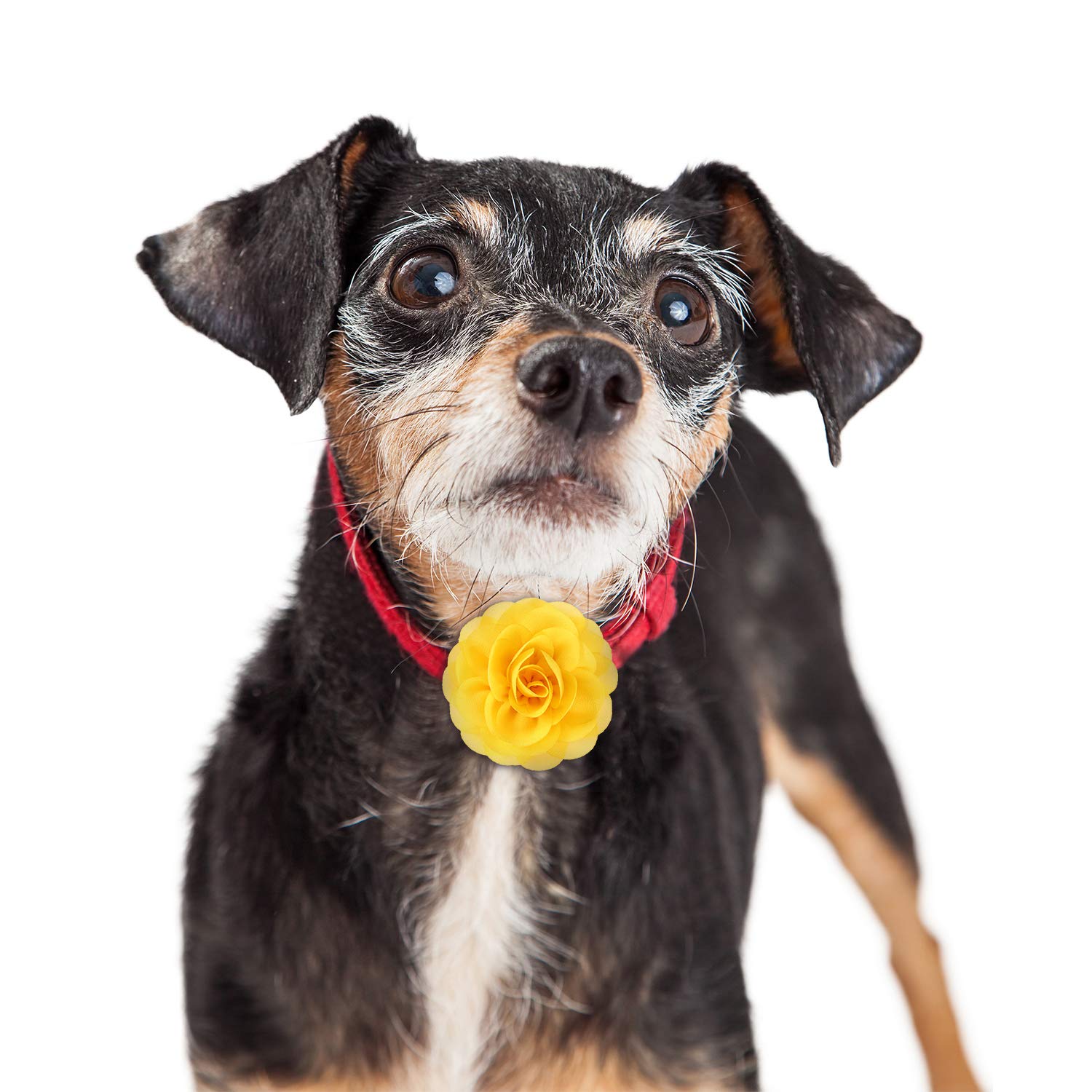 4 Pieces Dog Flower Bow Collar Multicolored Pet Bow Collar Dog Charms Flower Set For Puppy Dog Collar Cat Pet Grooming Accessories (Red, Yellow, Lake Blue, Light Purple)