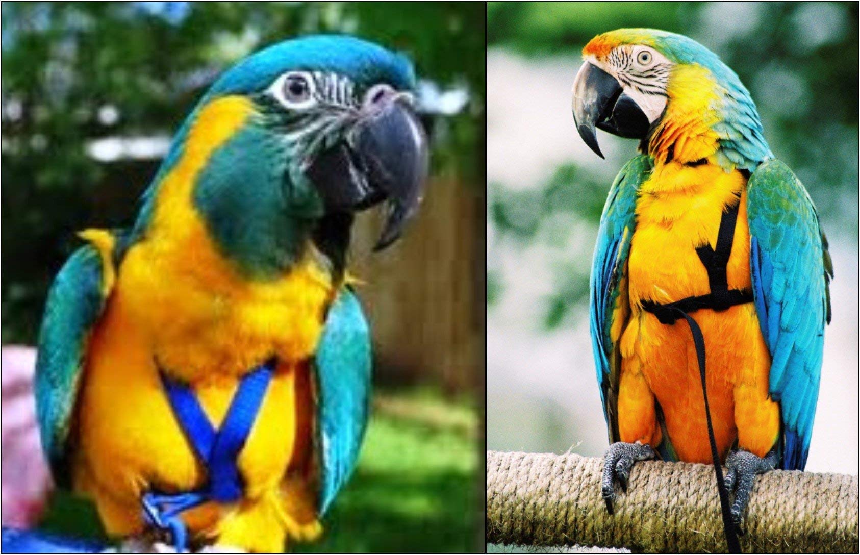 The Aviator Pet Bird Harness And Leash: Large Blue