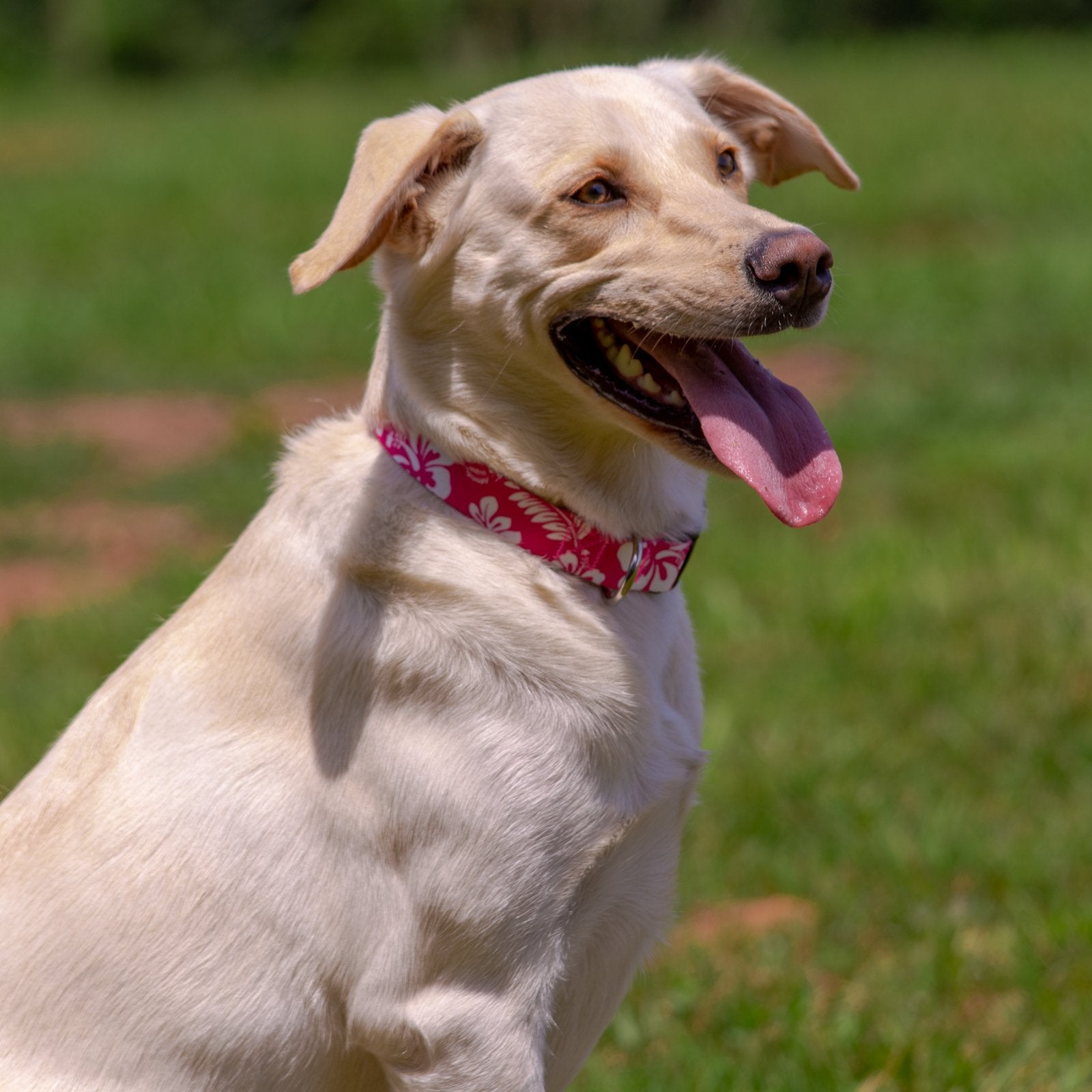 Country Brook Petz - Deluxe Pink Hawaiian Dog Collar - Made In The U.S.A. - Summer Breeze Collection Featuring Sunny Designs (3/