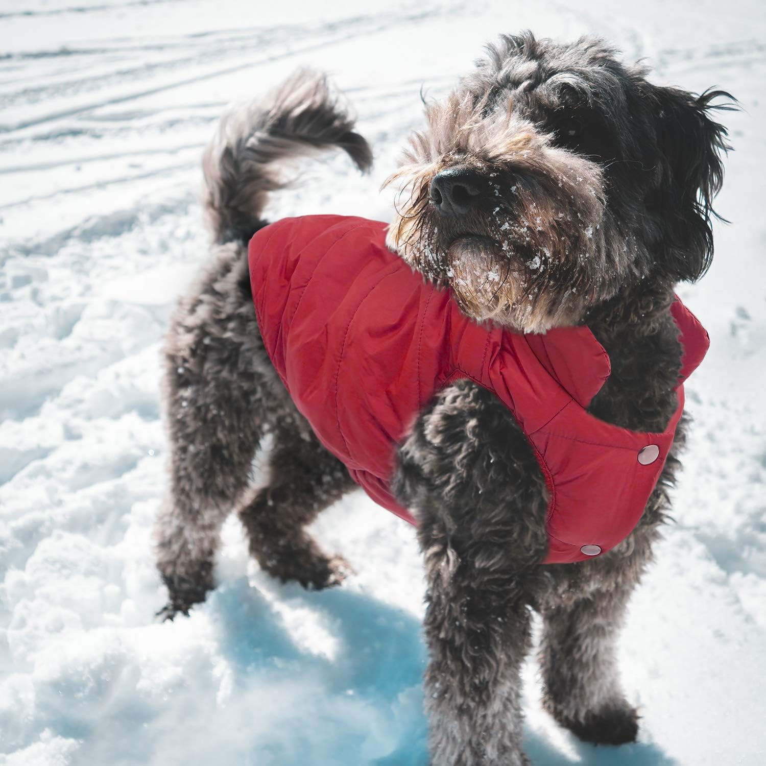 Asenku Windproof Winter Jacket Waterproof Coat Warm Vest Cold Weather Pet Apparel With 2 Layers Fleece Lined For Small Medium La