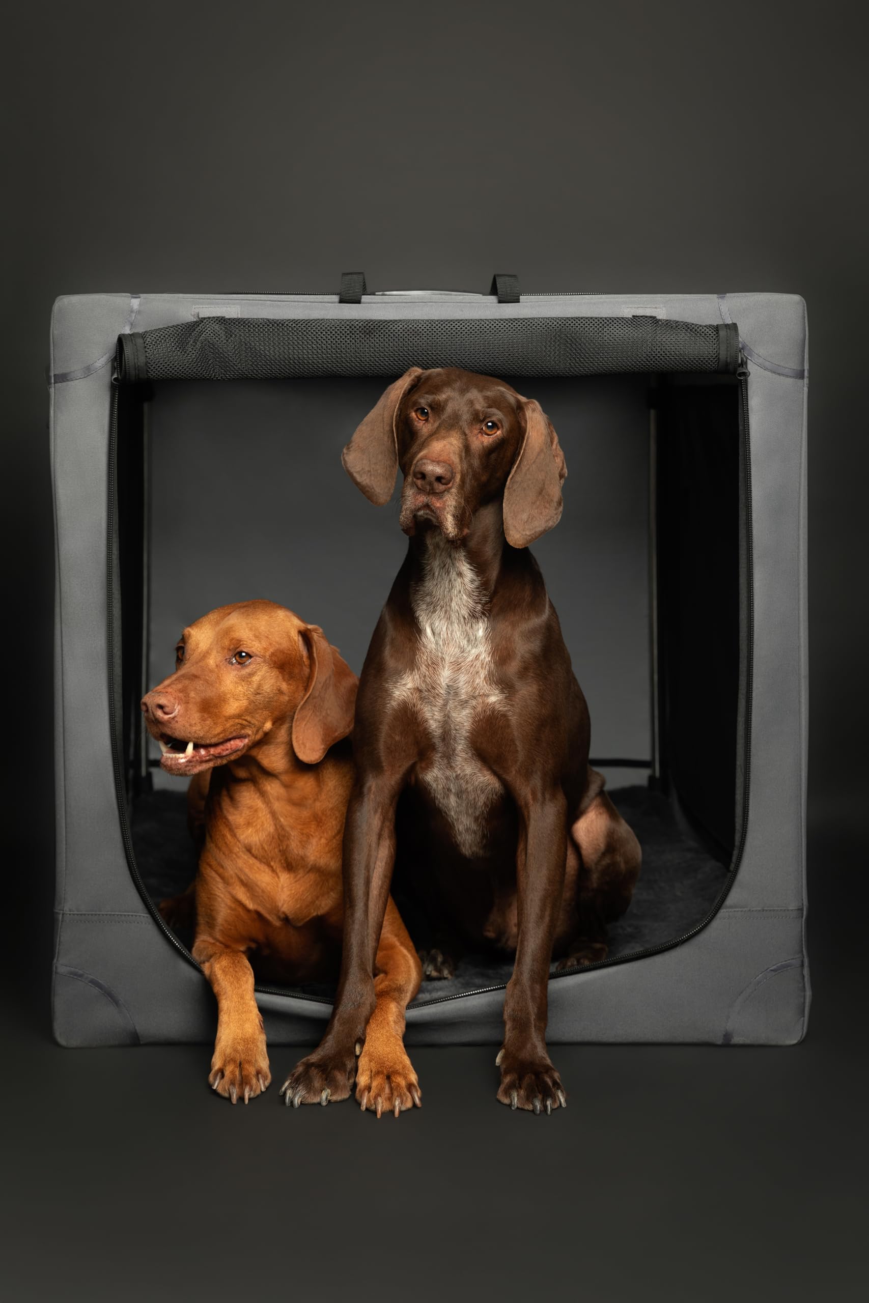 Noah & Paw Collapsible Dog Crate 36 Inches, Xl Dog Crate For Xl, Large Medium Breed, Travel Kennel For Car, Includes Pet Mat For