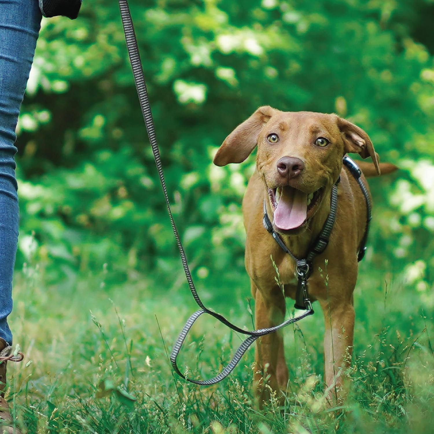 Blue-9 Reflective Buckle-Neck Balance Harness, Fully Customizable Fit No-Pull Harness With 3M Reflective Stitching, Ideal For Dog Training And Obedience, Made In The Usa, Grey, Small