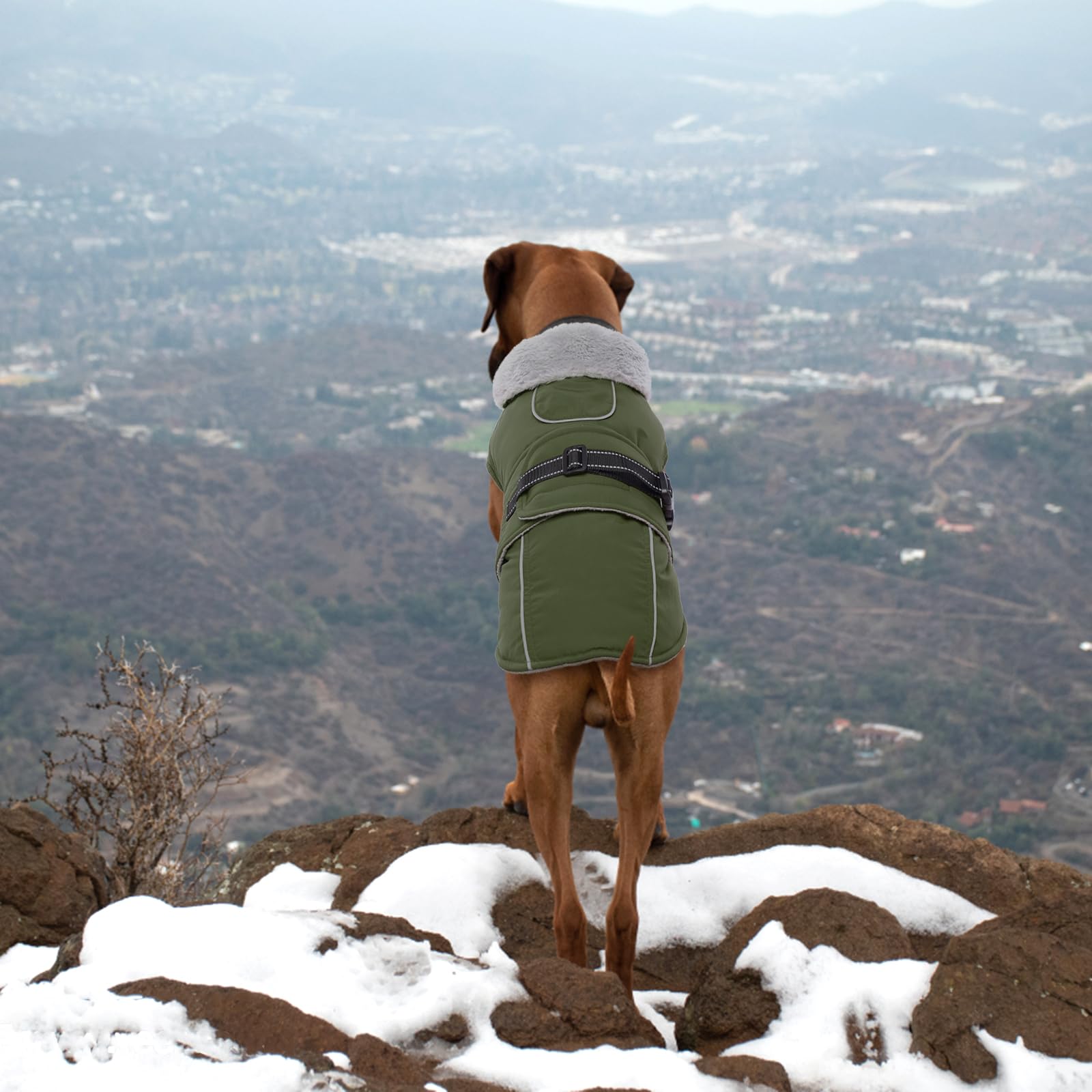 LeLePet Warm Dog Coat - Reflective Fleece Vest, Waterproof, Windproof, Small Size, Army Green