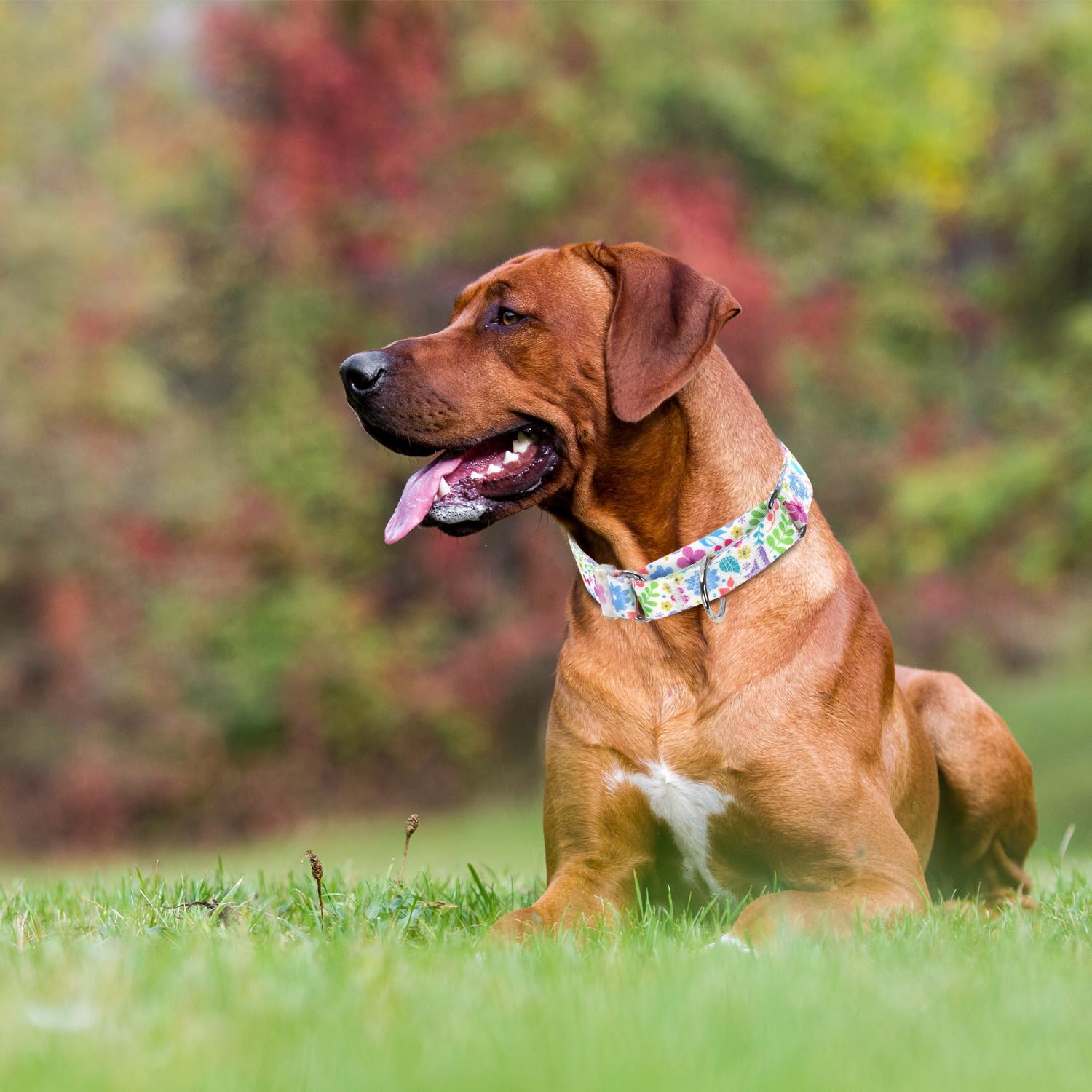 Martingale Collar For Dogs With Green Flowers Patterns For Boy & Girl Dogs, Adjustable Premium No Slip Collar, Floral Design Dog