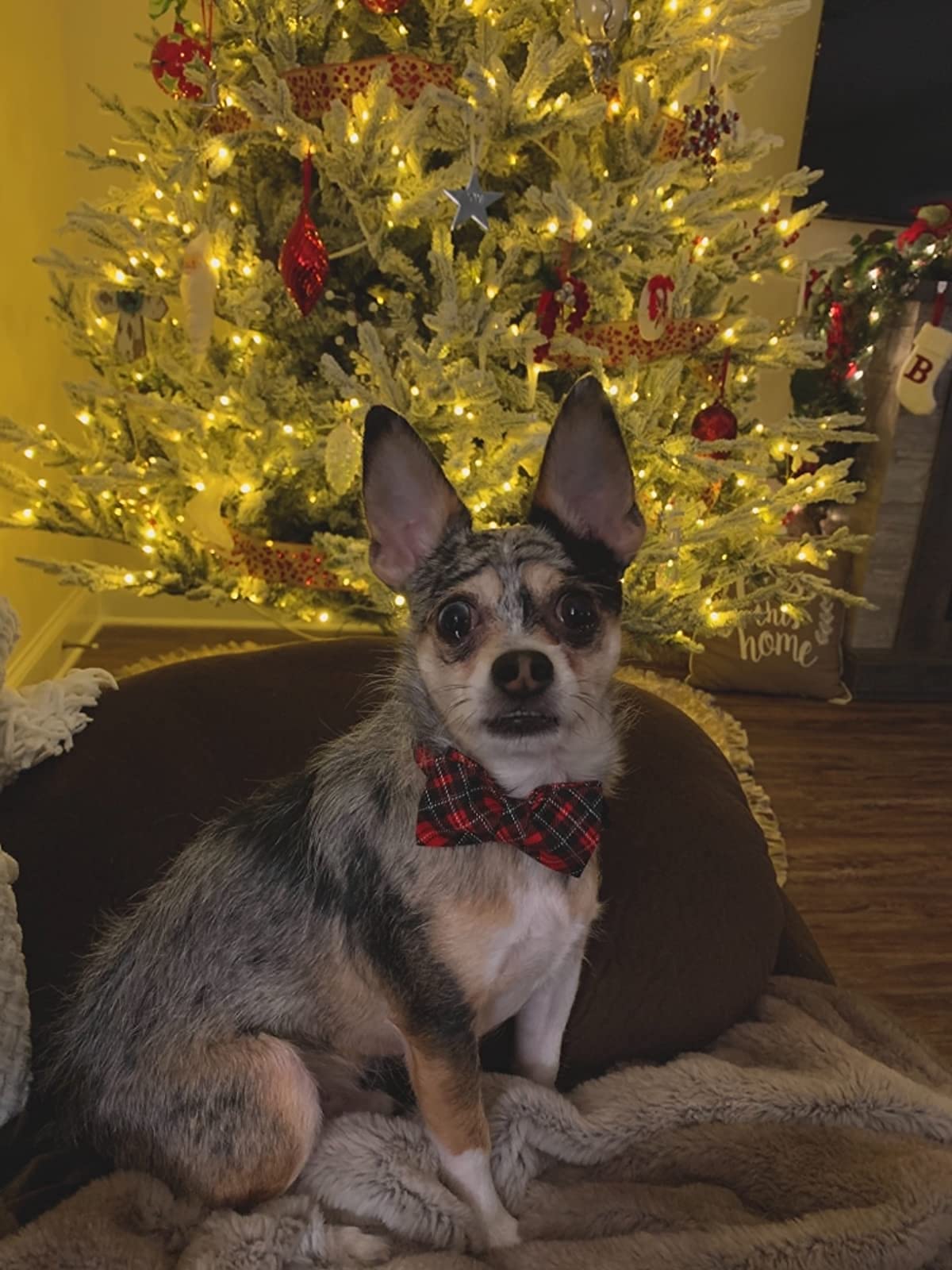 Elegant Little Tail Dog Collar With Bow, Soft&Comfy Bowtie Dog Collar, Adjustable Pet Gift Collars For Small Medium Large Dogs
