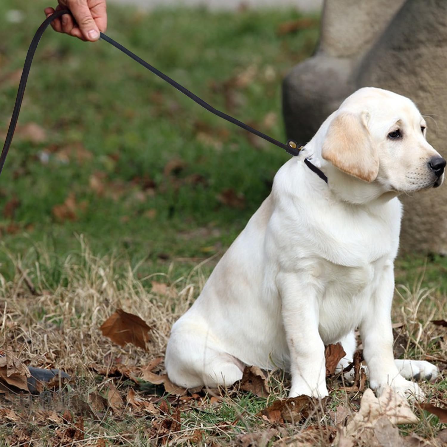 Lwbmg Real Leather Slip Lead - Adjustable Dog Training Leash, Soft Genuine Leather For Small Dogs, 5.6 Ft X 1/5 Inch Black