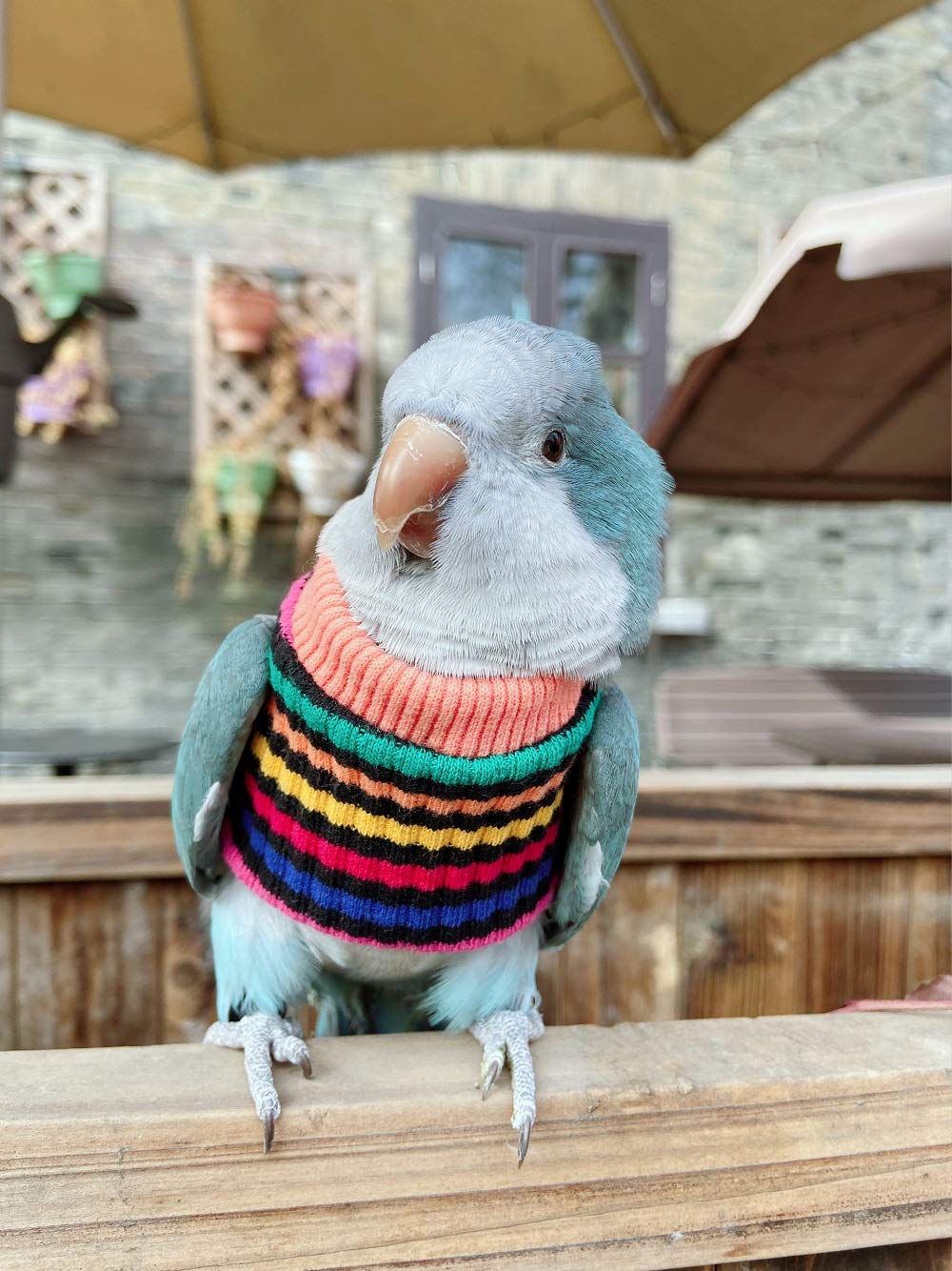 Hezhuo Parrot Bird Supplies, Light Flying Clothes, Warm And Comfortable, Tiger Skin, Green Cheek Parrot, Little Sun Parrot, Monk Parrot, Starling, Mynah, Senegal Parrot, Mini Macaw Sweater (S)