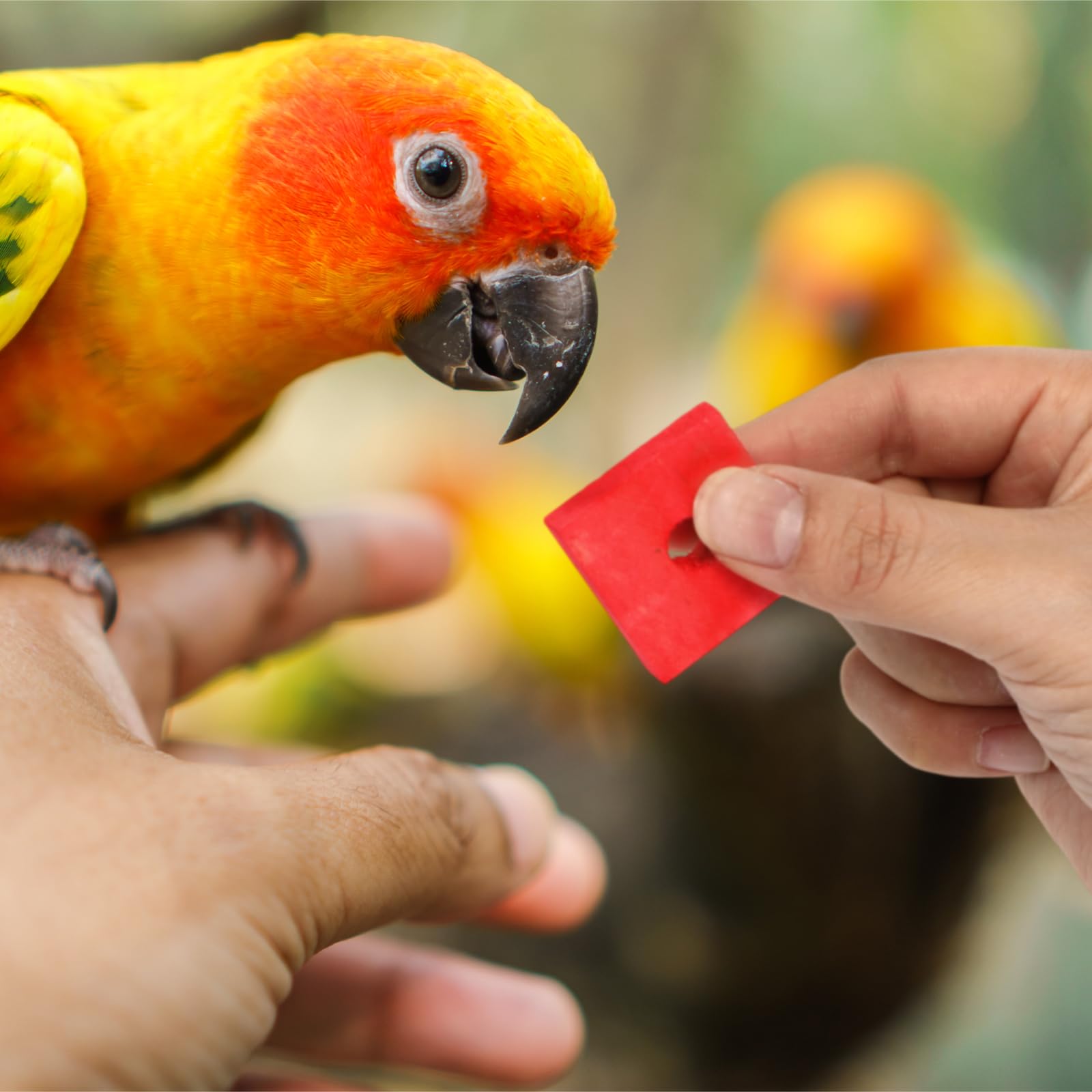 Sumind 80 Pieces Bird Toy Wooden Blocks Parrot Chewing Toys Mini Wood Chips Small Animals Cage Accessories For Diy Playing Chewi