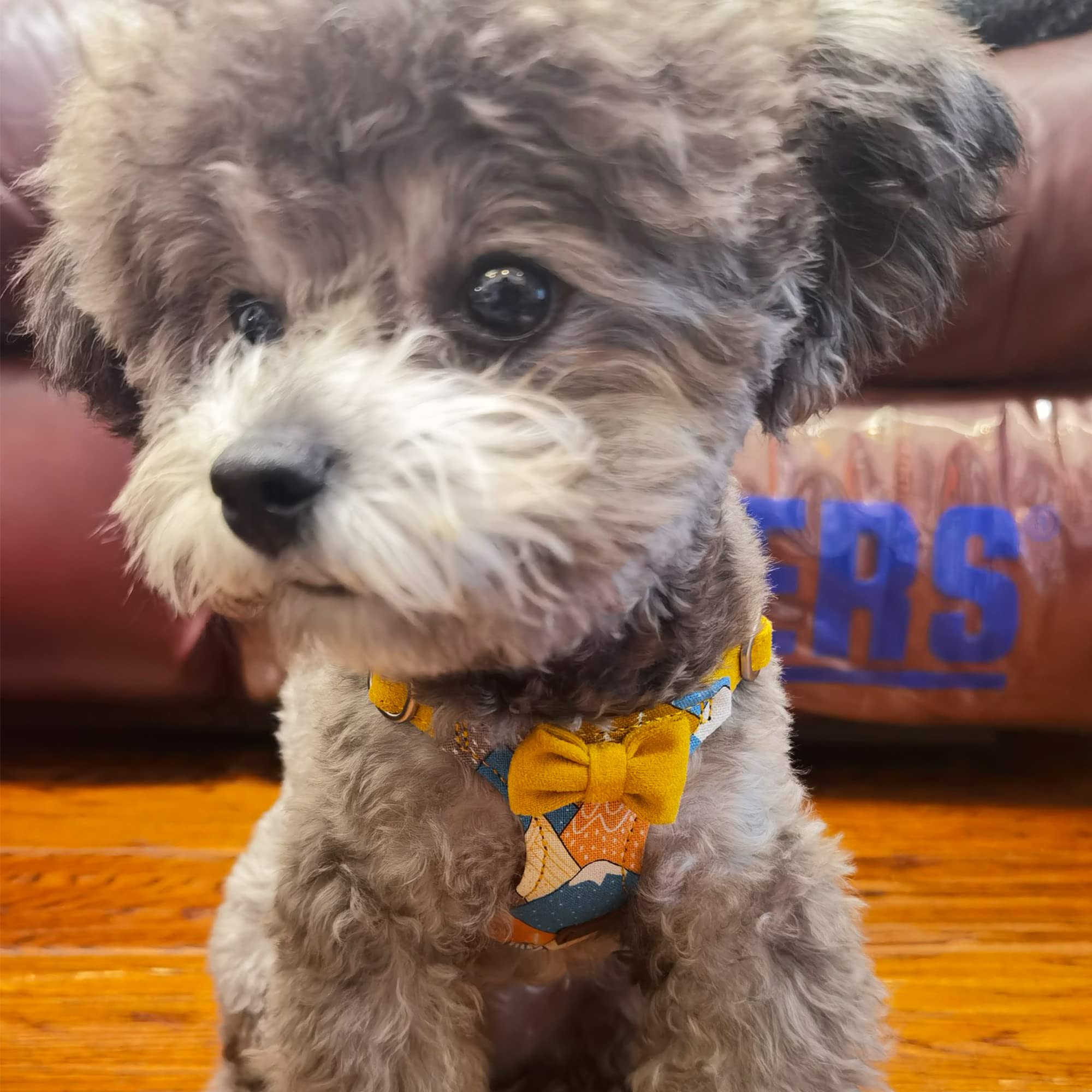 Puppytie No Pull Xs Dog Harness With Multifunction Dog Leash,Soft Adjustable No Choke Escape Proof Pet Harness Vest,Suede Bow Ye