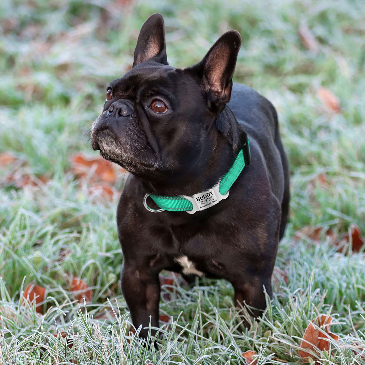 Tagme Reflective Nylon Dog Collars, Adjustable Classic Dog Collar With Quick Release Buckle For Small Dogs, Turquoise, 3/4' Width